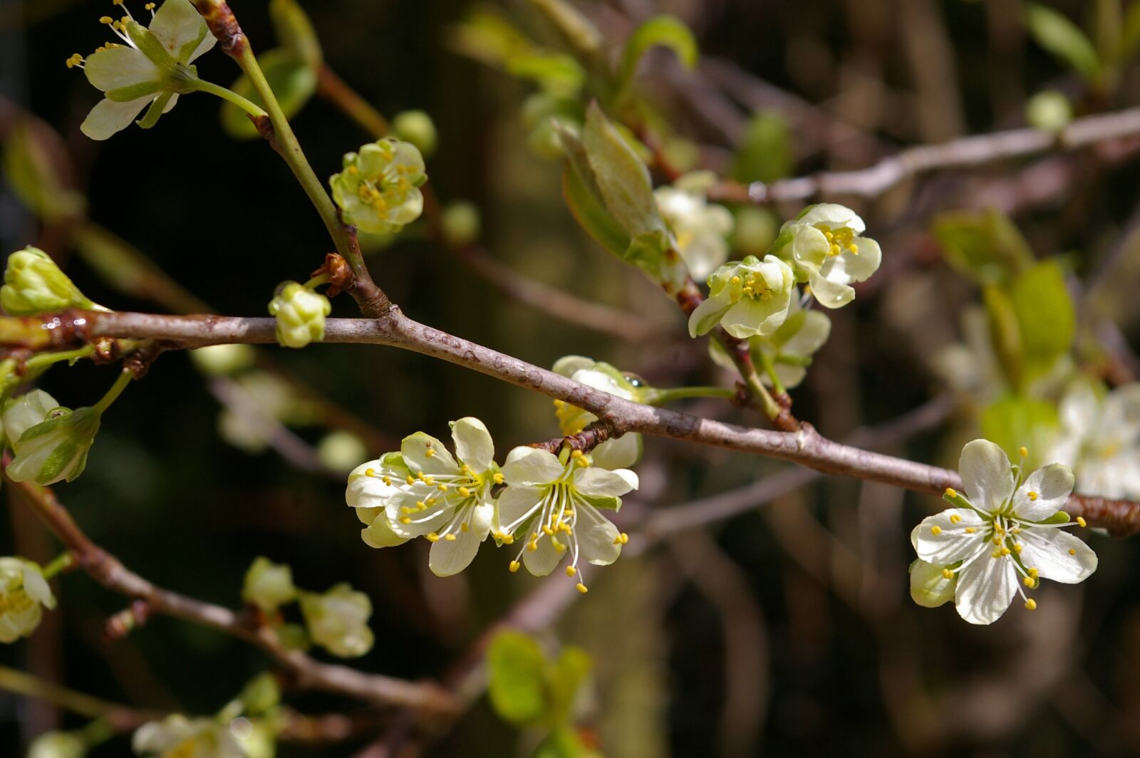 Pentax *ist DL2 sample photo. Spring, plum tree, flowers photography