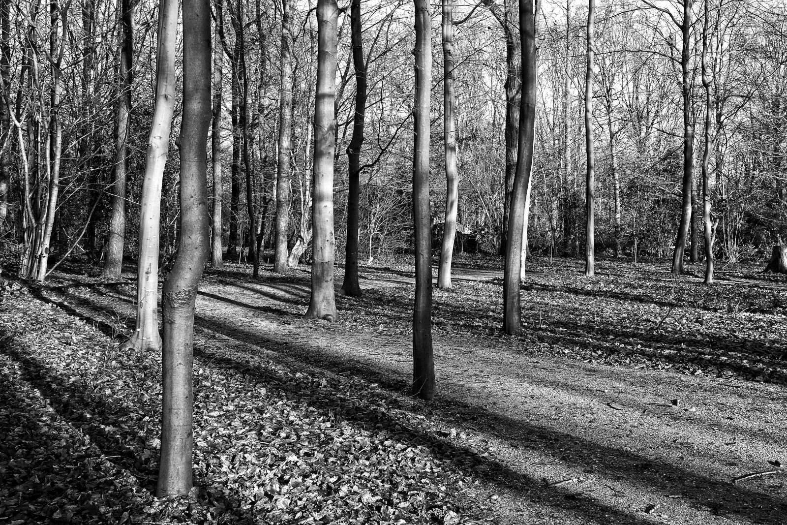 Sony Cyber-shot DSC-RX100 sample photo. Forest, trees, slender trees photography