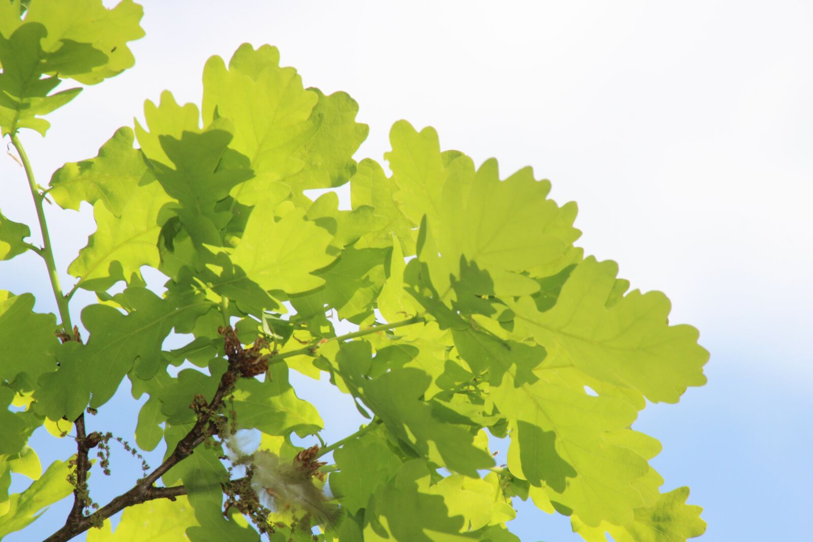 Canon EOS 600D (Rebel EOS T3i / EOS Kiss X5) sample photo. Oak, tree, old oak photography