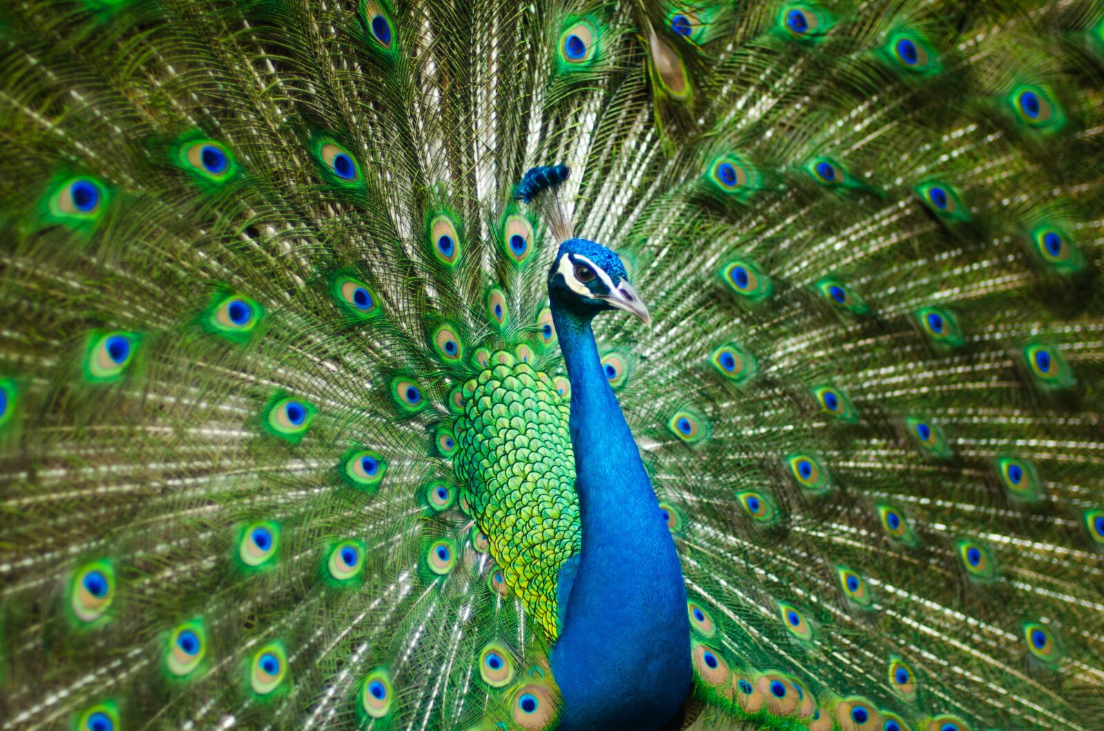 Nikon D7000 sample photo. Peacock, bird, feather photography