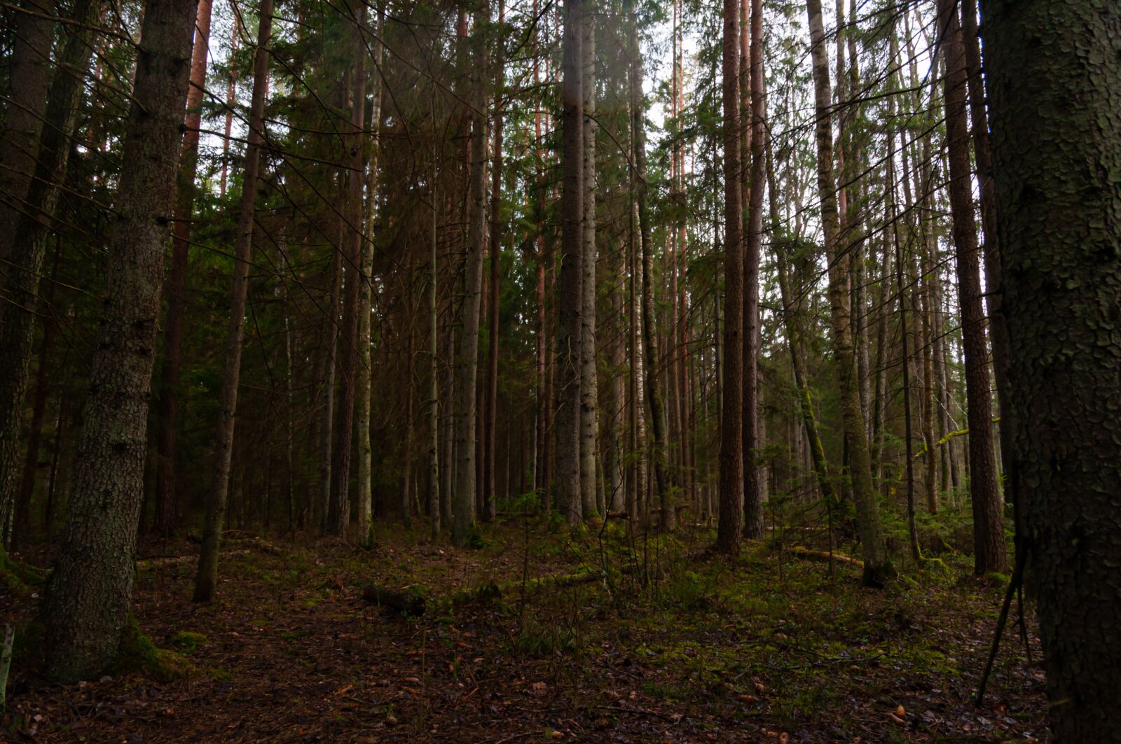 Nikon D90 sample photo. Rainy, forest, nature photography