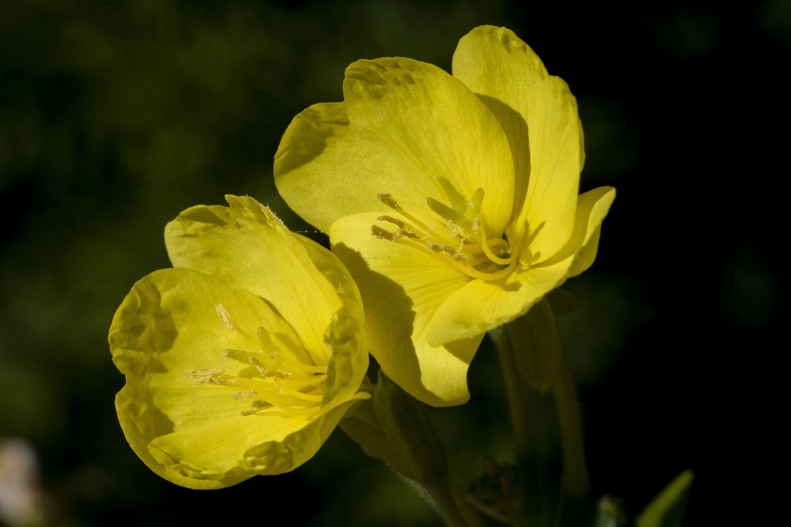 Canon EOS 750D (EOS Rebel T6i / EOS Kiss X8i) sample photo. Yellow flower, wildflower, affix photography