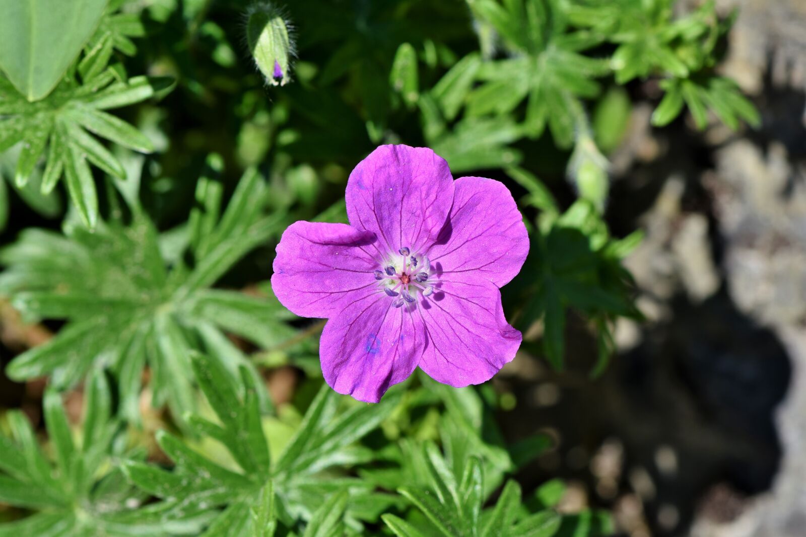 Nikon D7200 sample photo. Cranesbill, flower, blossom photography