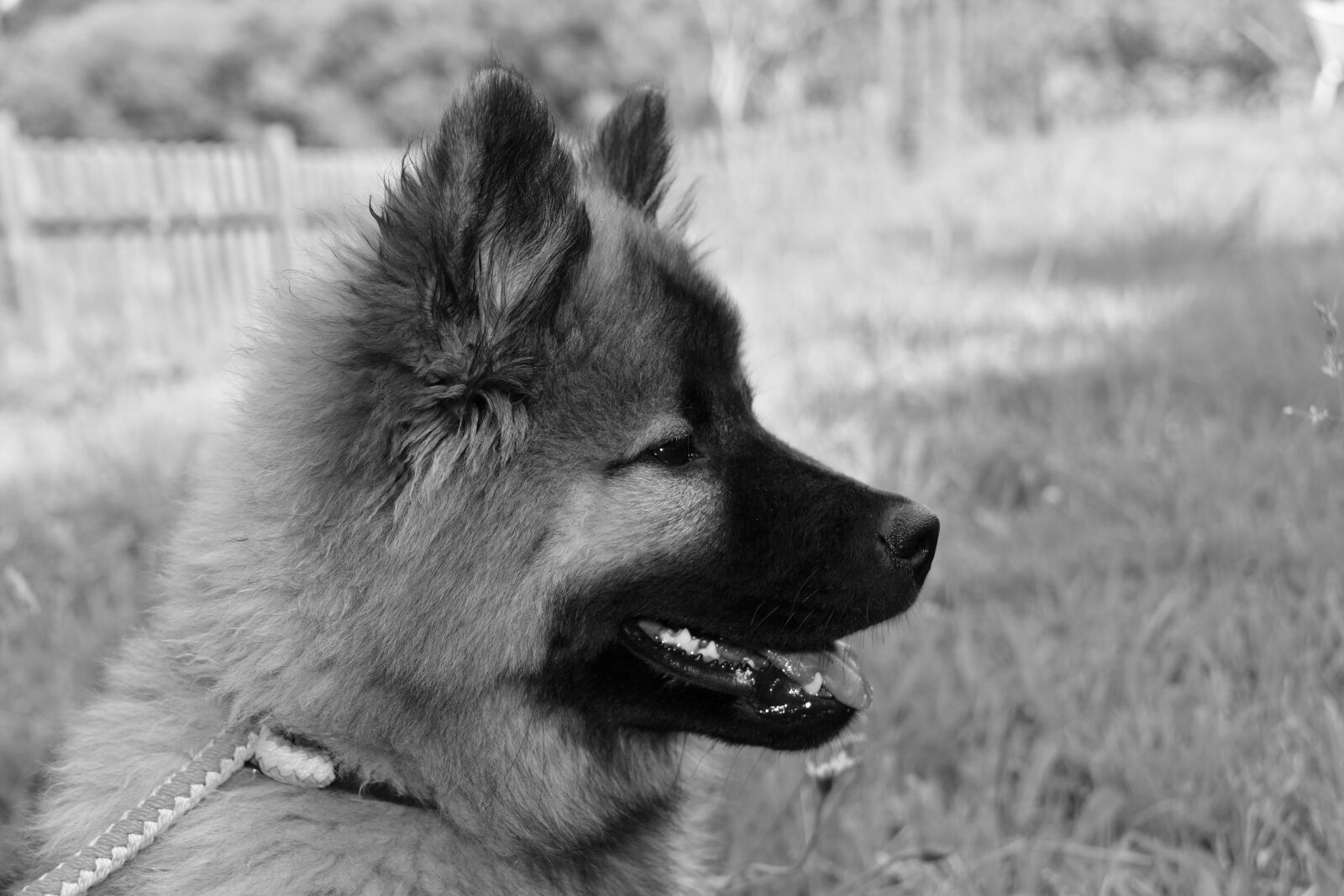 Nikon D5600 sample photo. Dog, bitch, black and photography