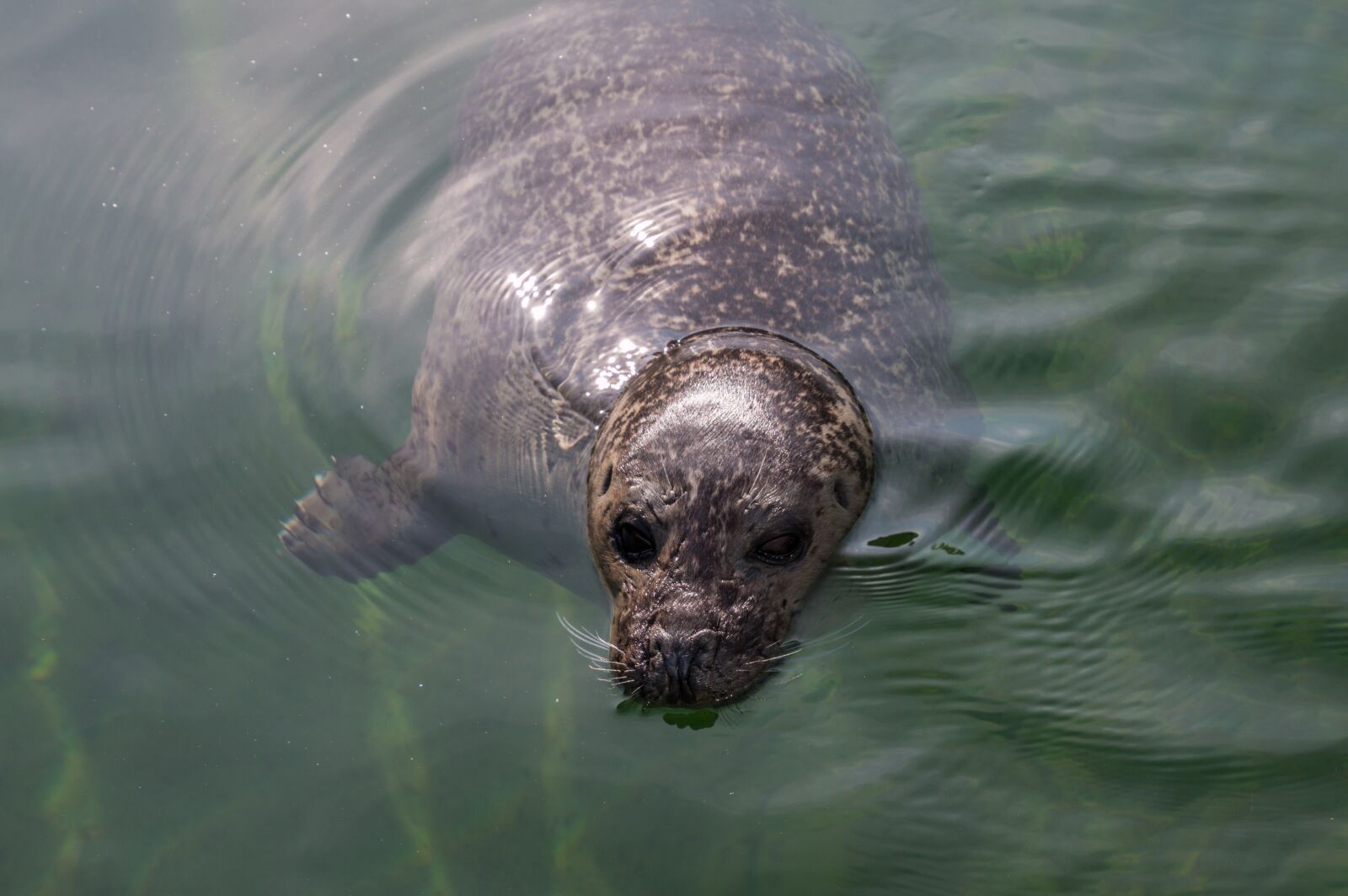 Canon EOS 70D sample photo. Seal, water, robbe photography