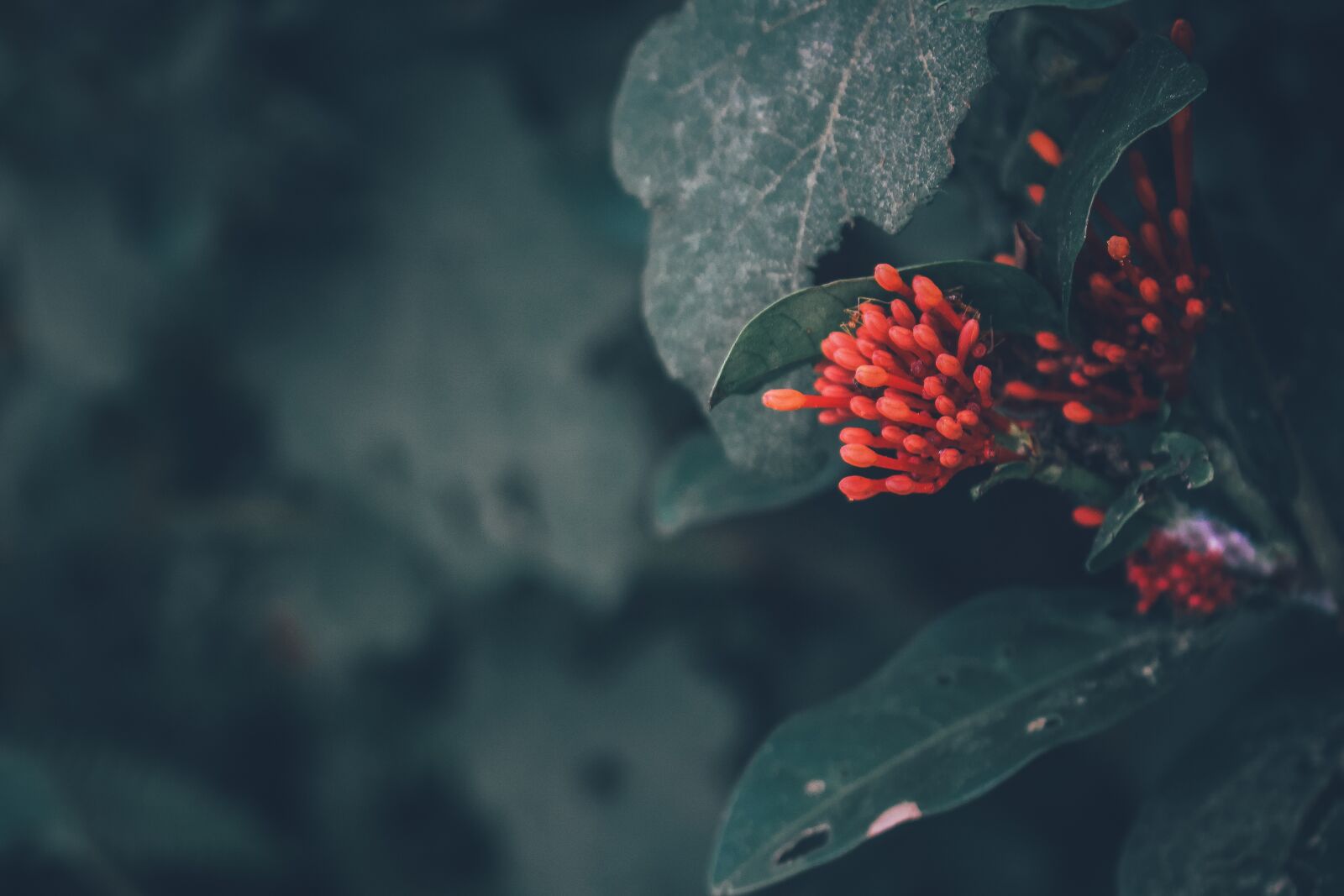 Canon EOS 700D (EOS Rebel T5i / EOS Kiss X7i) sample photo. Nature, flower, pretty photography