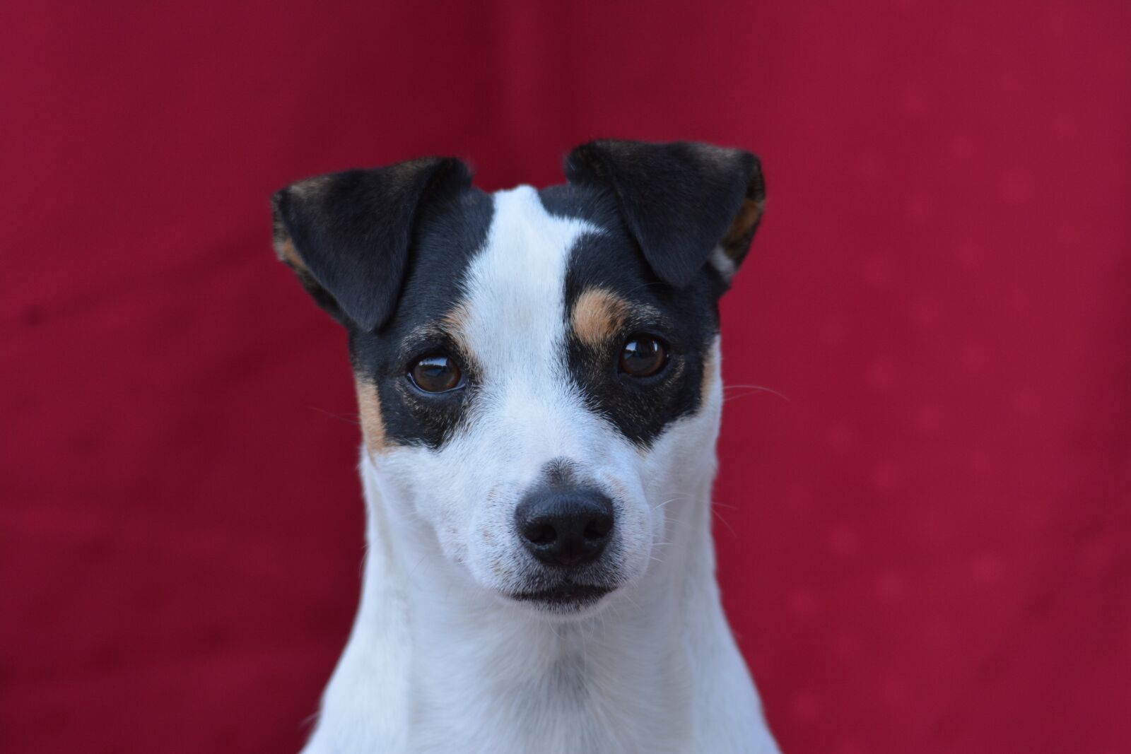 Nikon D7100 sample photo. Dog, jack russel, animals photography