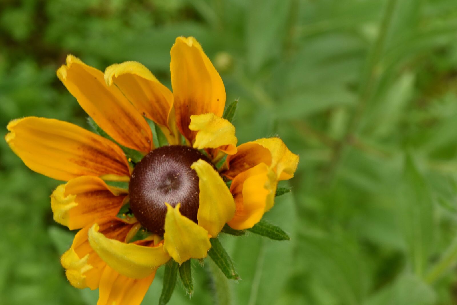Nikon D5500 sample photo. Black eye, wildflower, flower photography