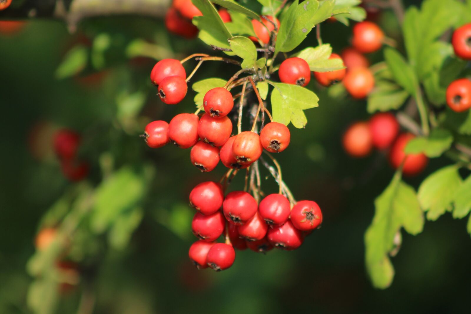 Canon EOS 1300D (EOS Rebel T6 / EOS Kiss X80) sample photo. Hawthorn, bush, red photography