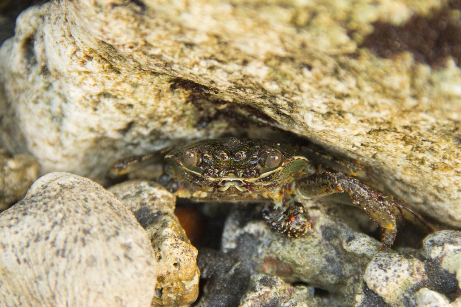 Canon EF-S 18-135mm F3.5-5.6 IS sample photo. Crab, spogebob, ocean photography