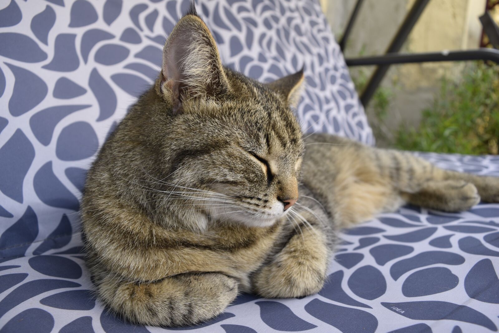 Nikon D3300 sample photo. Cat, sleep, striped porch photography