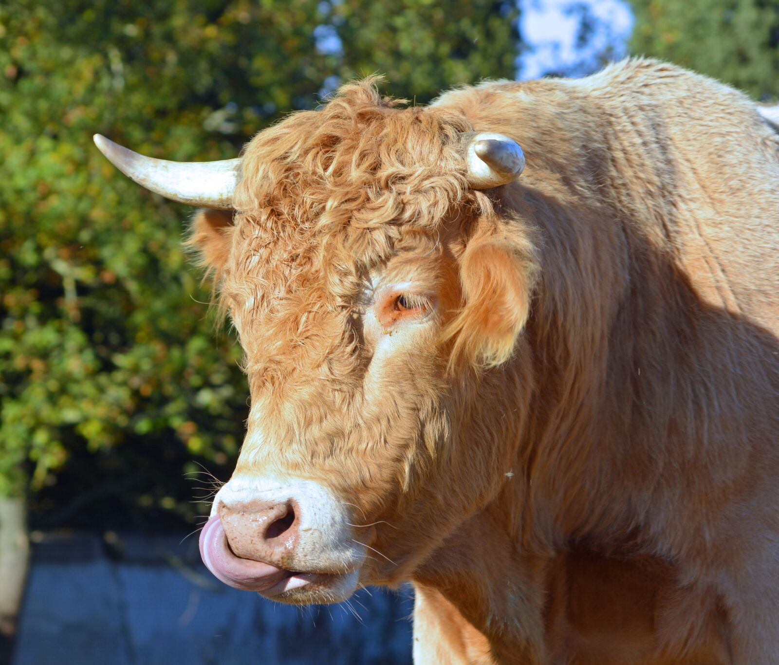 Nikon D5200 sample photo. Cattle, breeding, ruminating photography