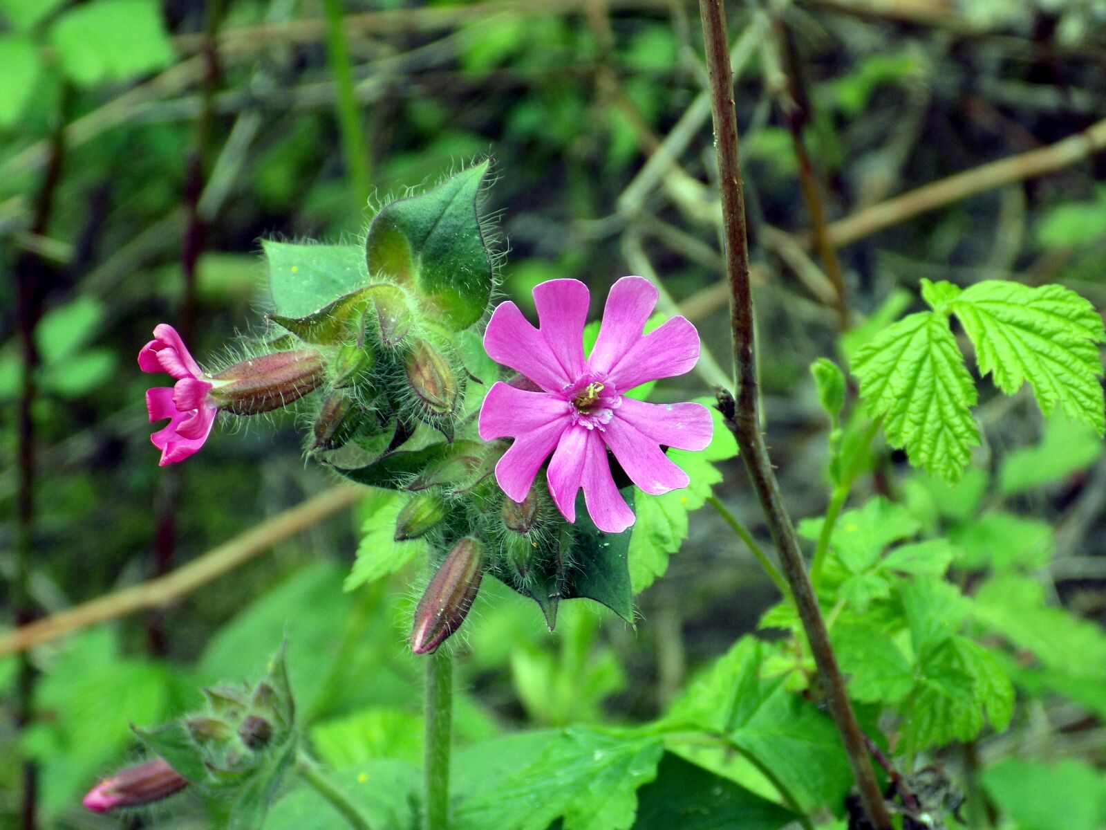 Nikon COOLPIX L340 sample photo. Red campion, red catchfly photography
