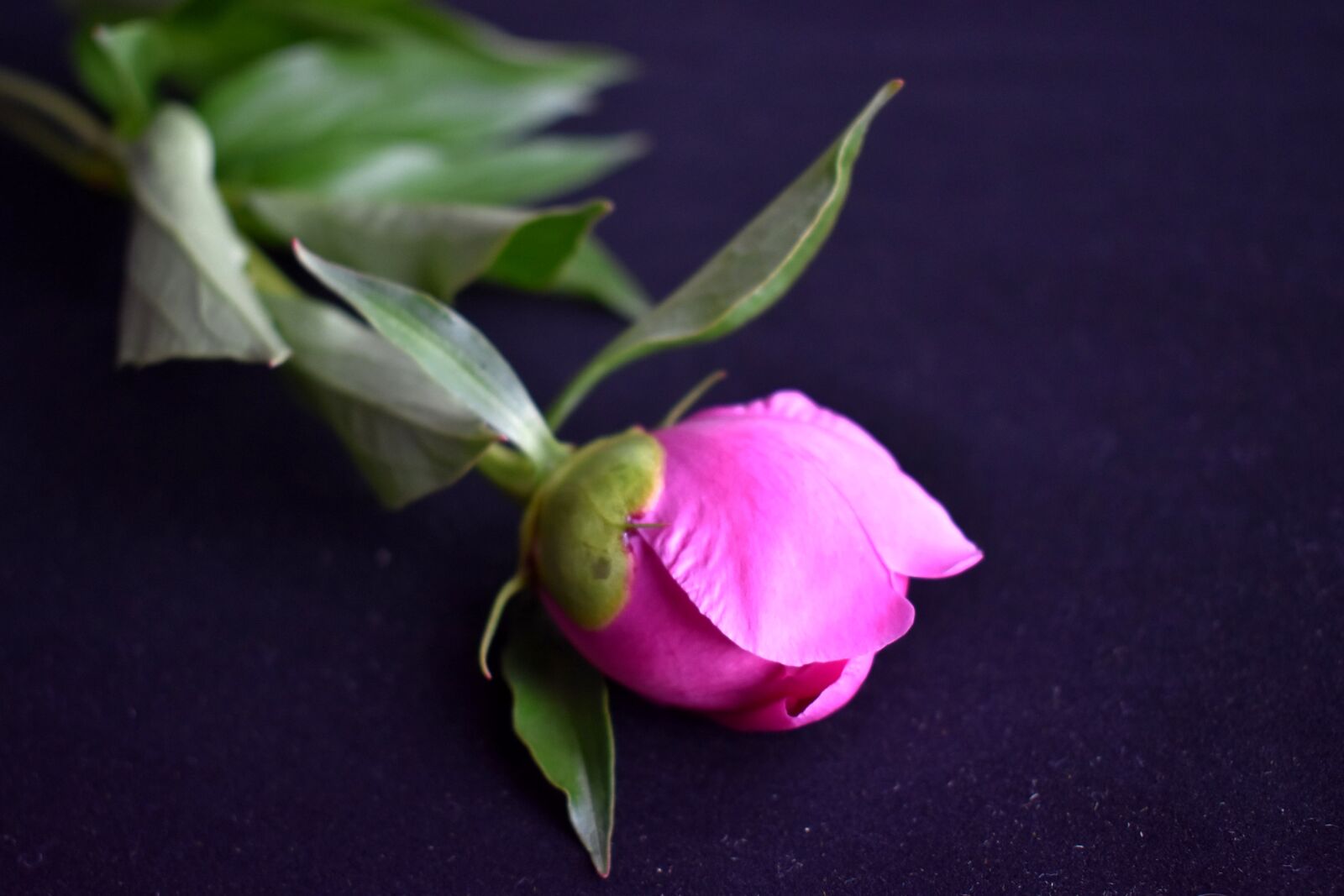 Nikon D3400 sample photo. Peony, bud, gentle photography
