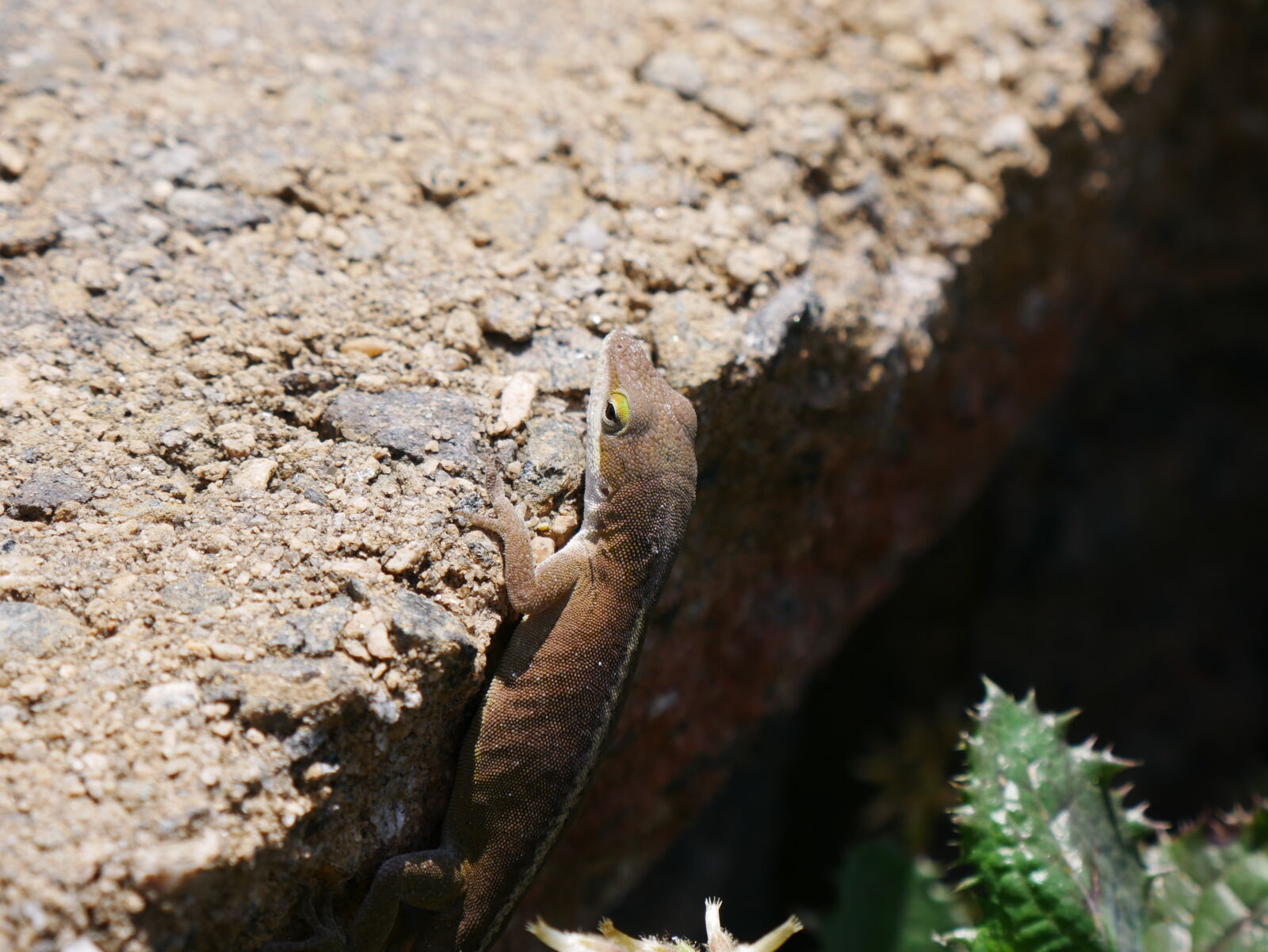 Panasonic Lumix G Vario 14-42mm F3.5-5.6 II ASPH Mega OIS sample photo