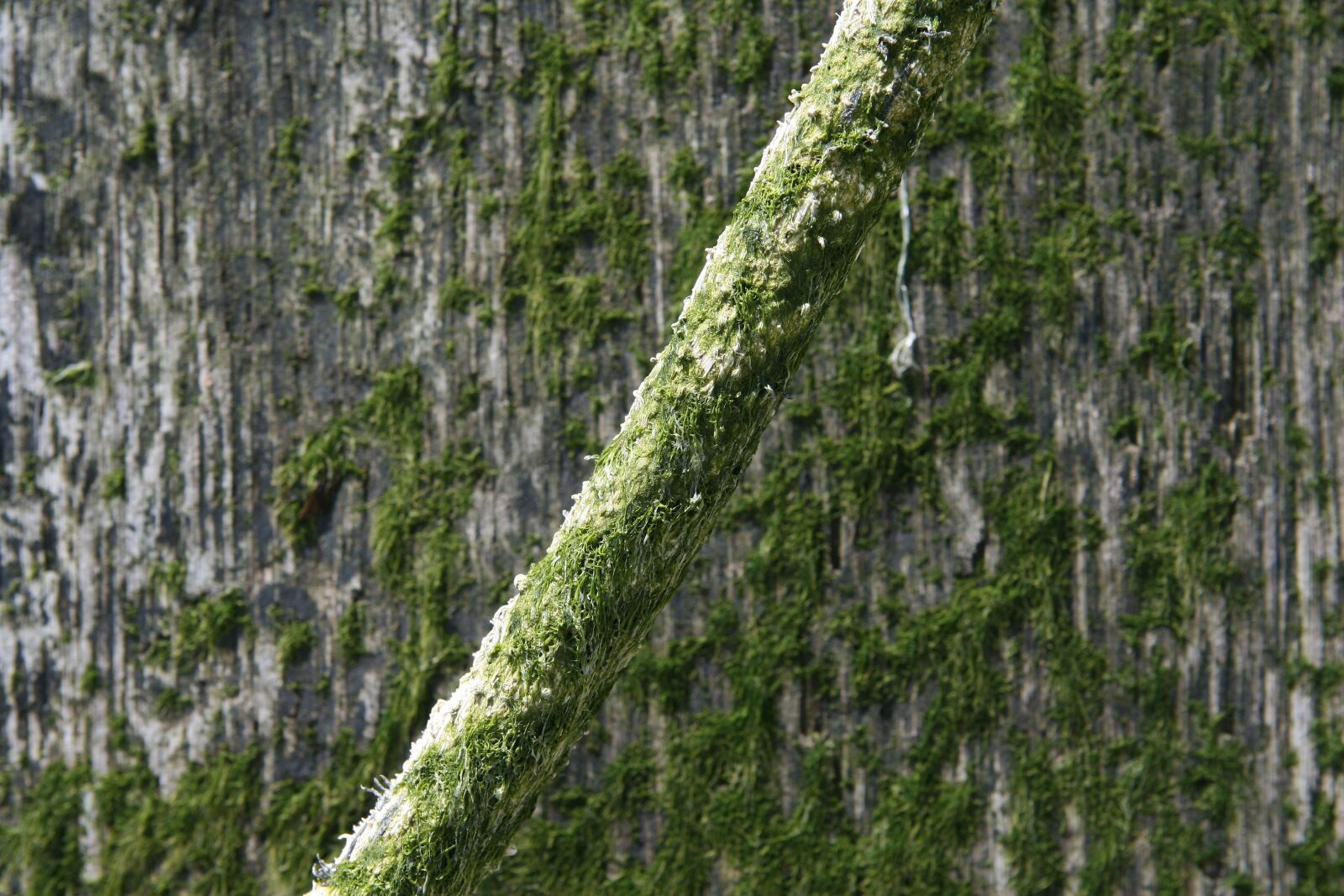 Canon EOS 30D sample photo. Algae, aquatic, background photography