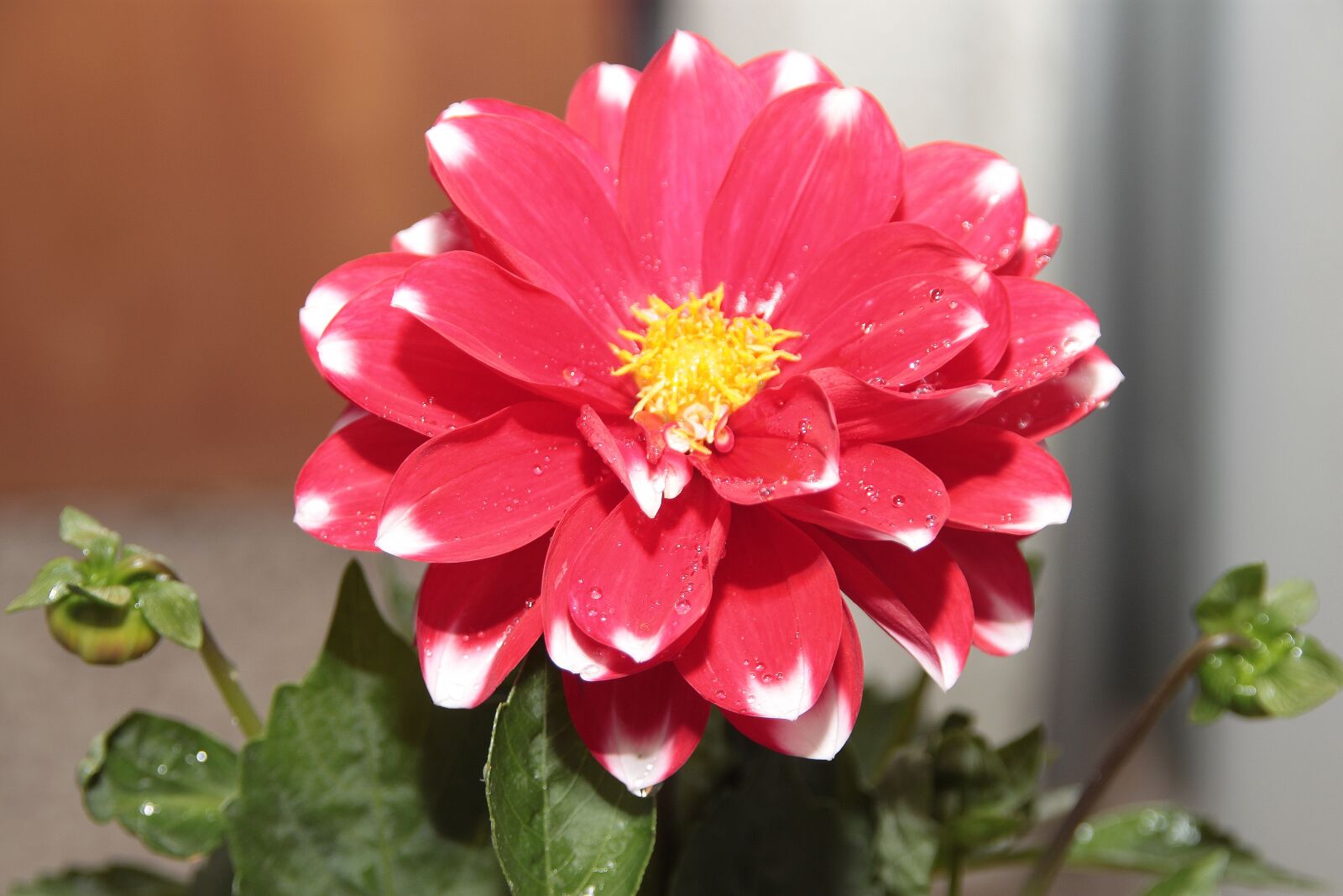 Canon EOS 500D (EOS Rebel T1i / EOS Kiss X3) sample photo. Nature, flower, plant photography