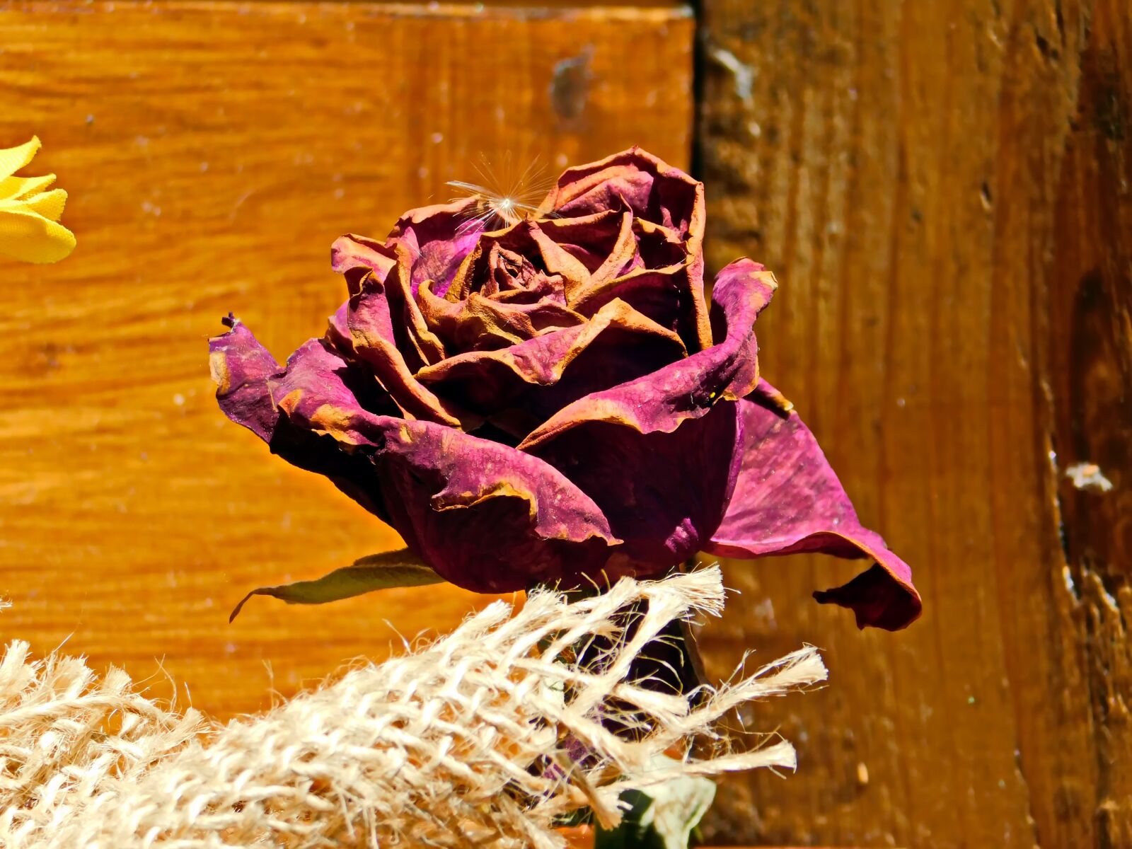 Nikon Coolpix B500 sample photo. Old roses, roses, old photography