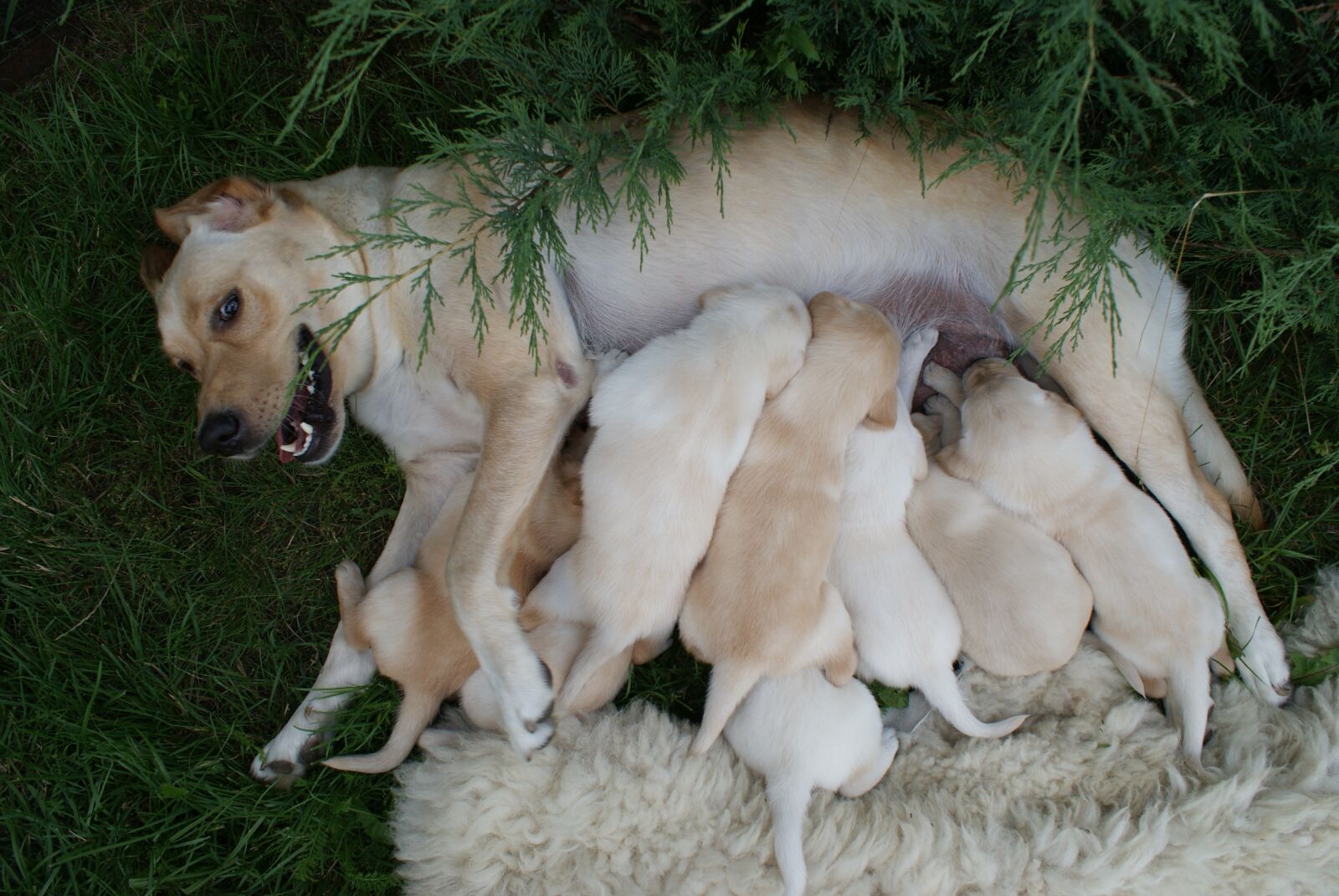 Sony Alpha DSLR-A200 sample photo. Puppies, labradors, bitch photography