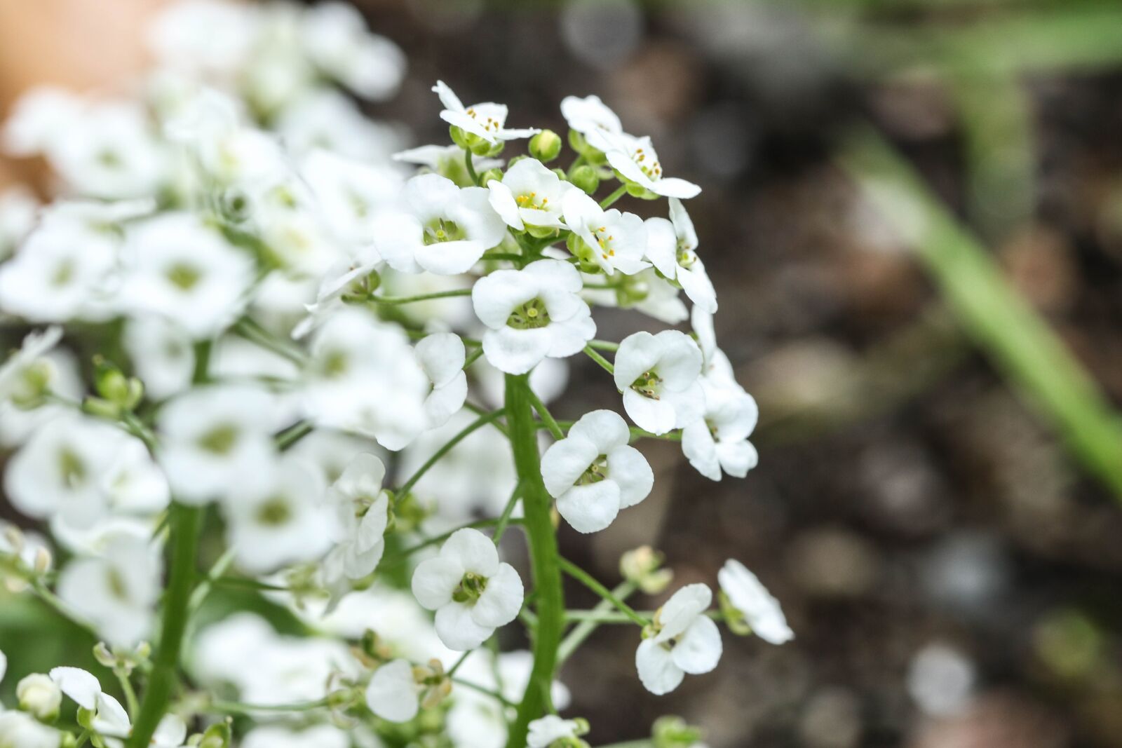 Canon EOS 7D Mark II sample photo. White, flower, garden flower photography