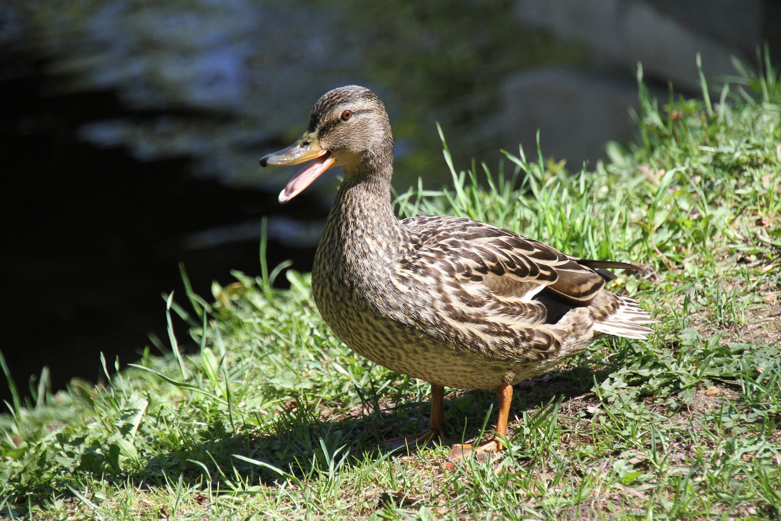 Canon EOS 7D sample photo. Duck, body of water photography