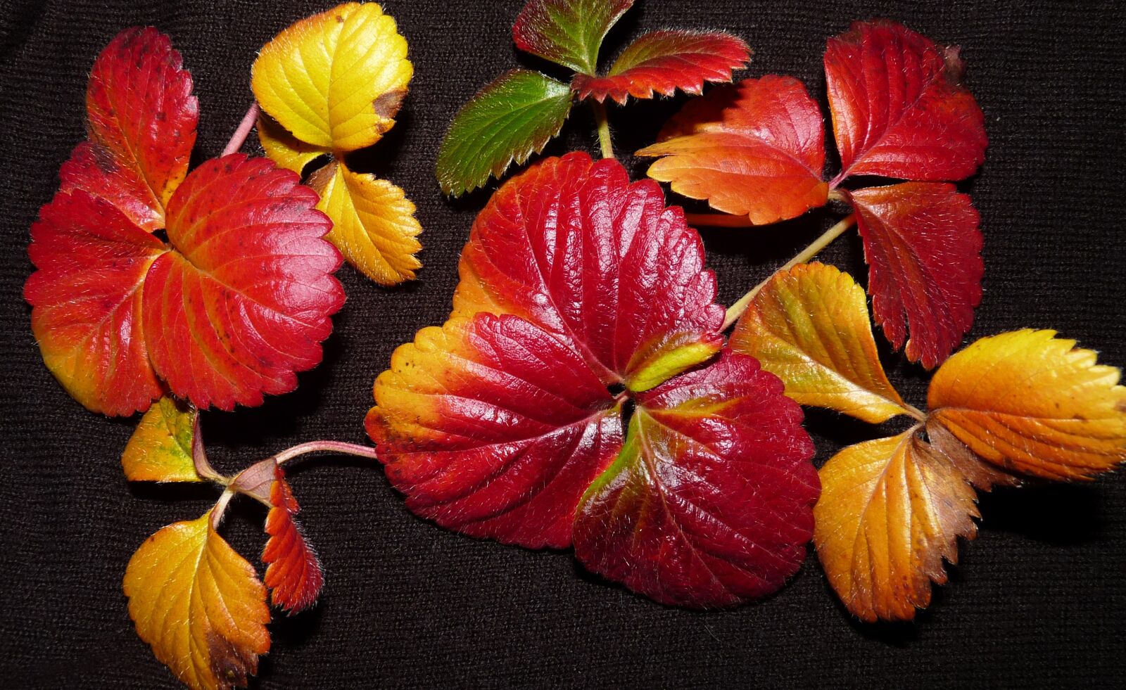 Panasonic Lumix DMC-FZ28 sample photo. Leaves, strawberry, foliage photography