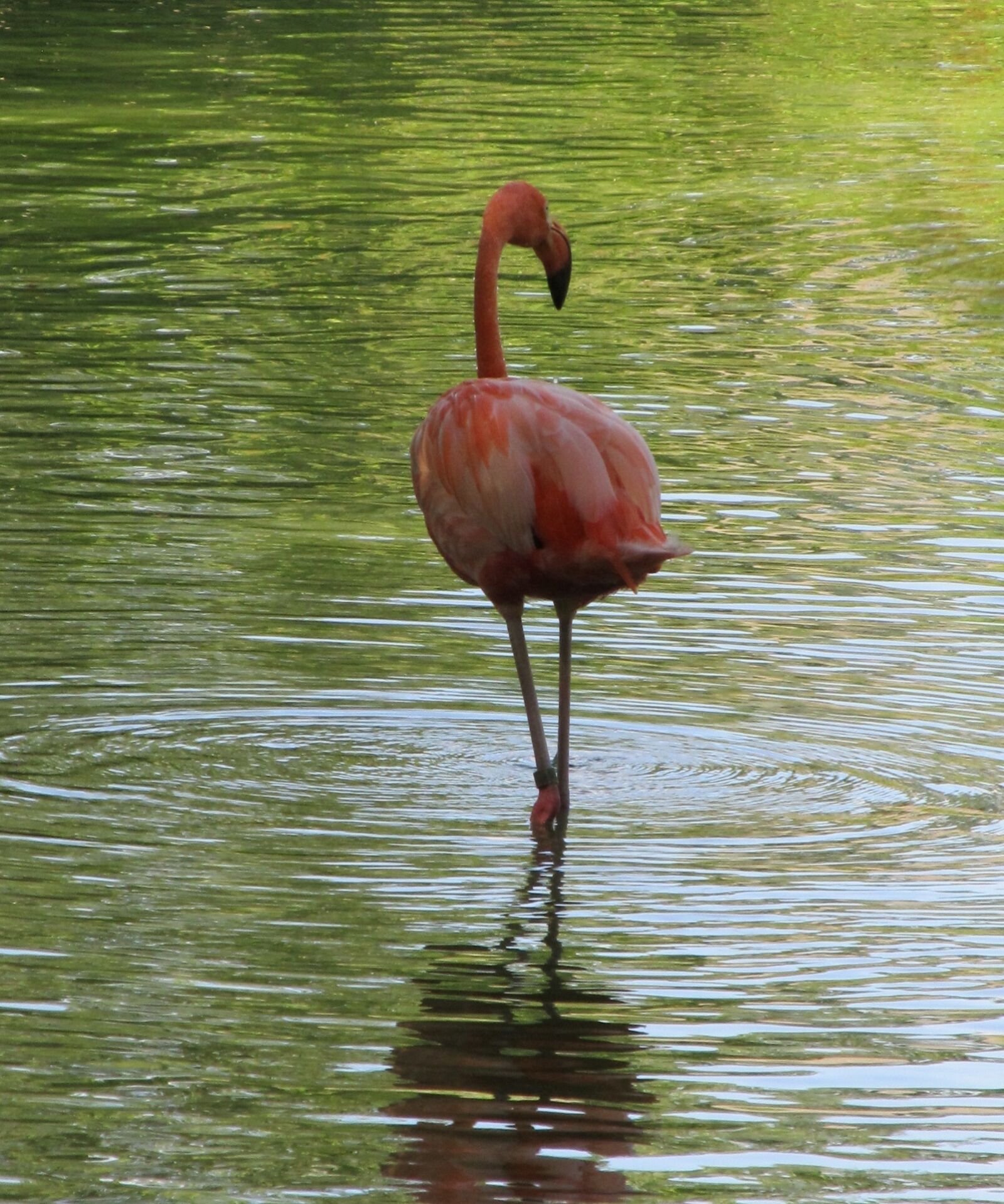 Canon PowerShot SX130 IS sample photo. Pink flamingo, bird, portrait photography