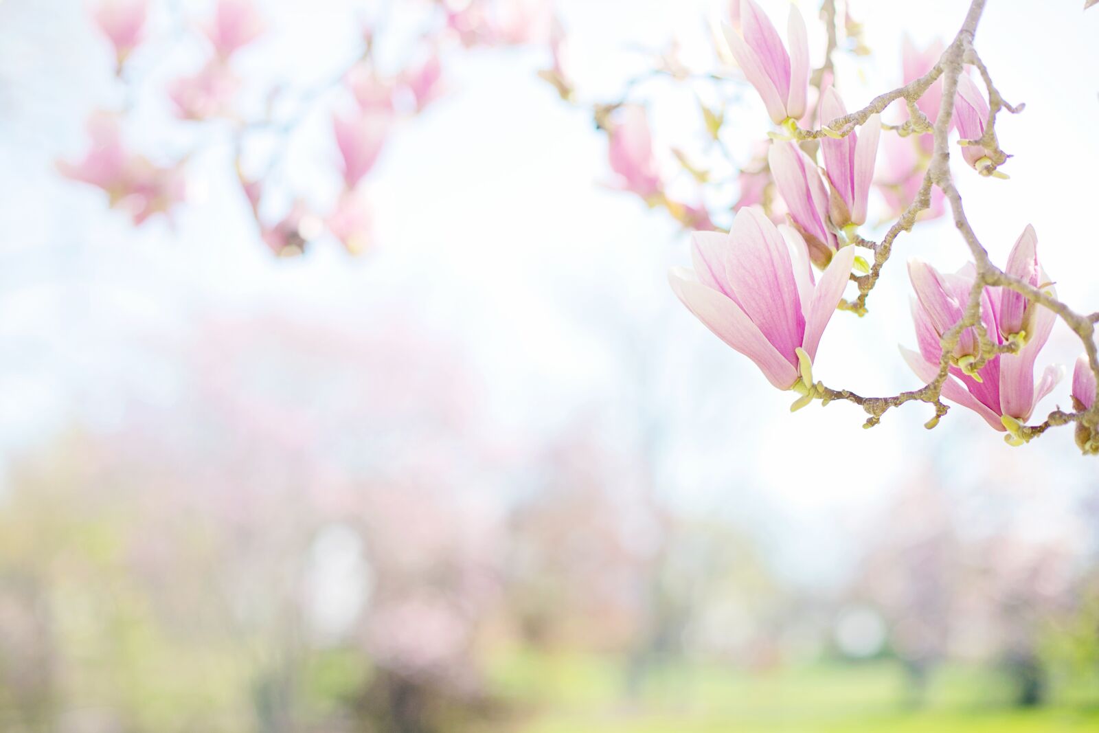 Canon EF 50mm F1.4 USM sample photo. Magnolias, pink, background photography