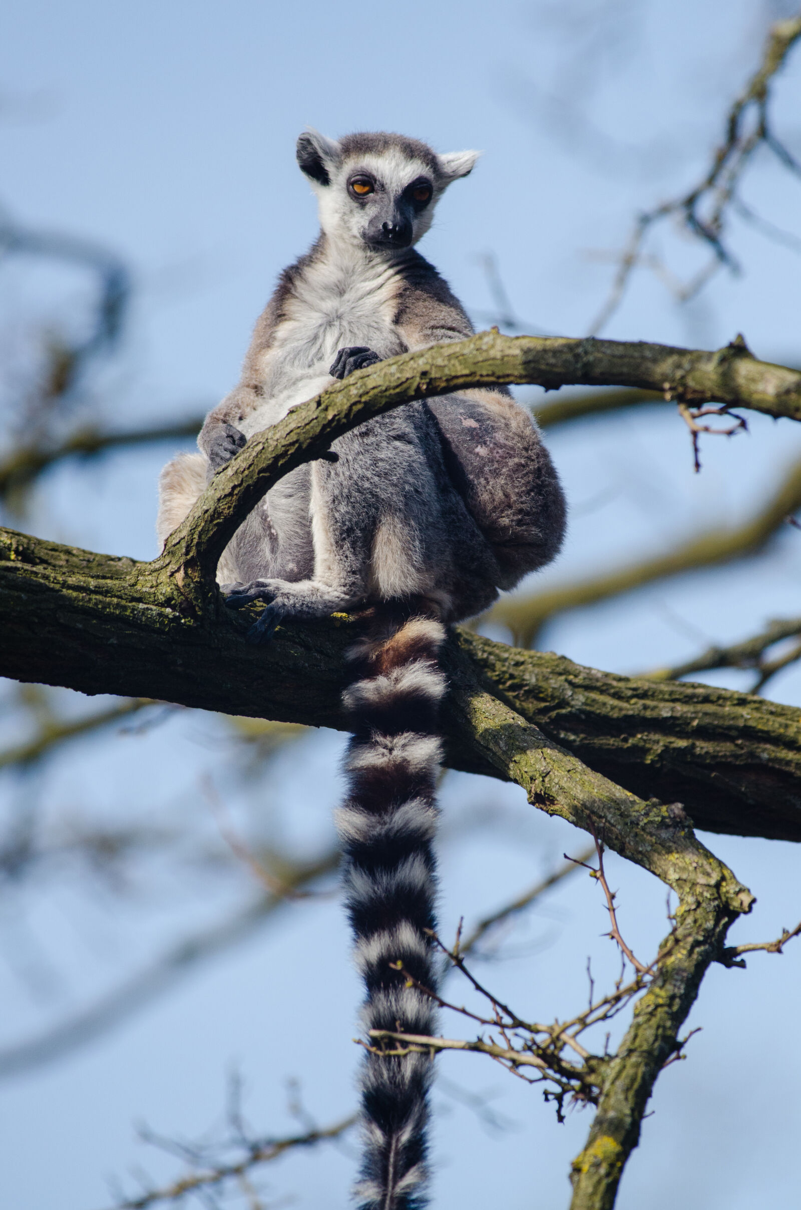 Nikon D7000 + Sigma APO Tele Macro 300mm F4 sample photo
