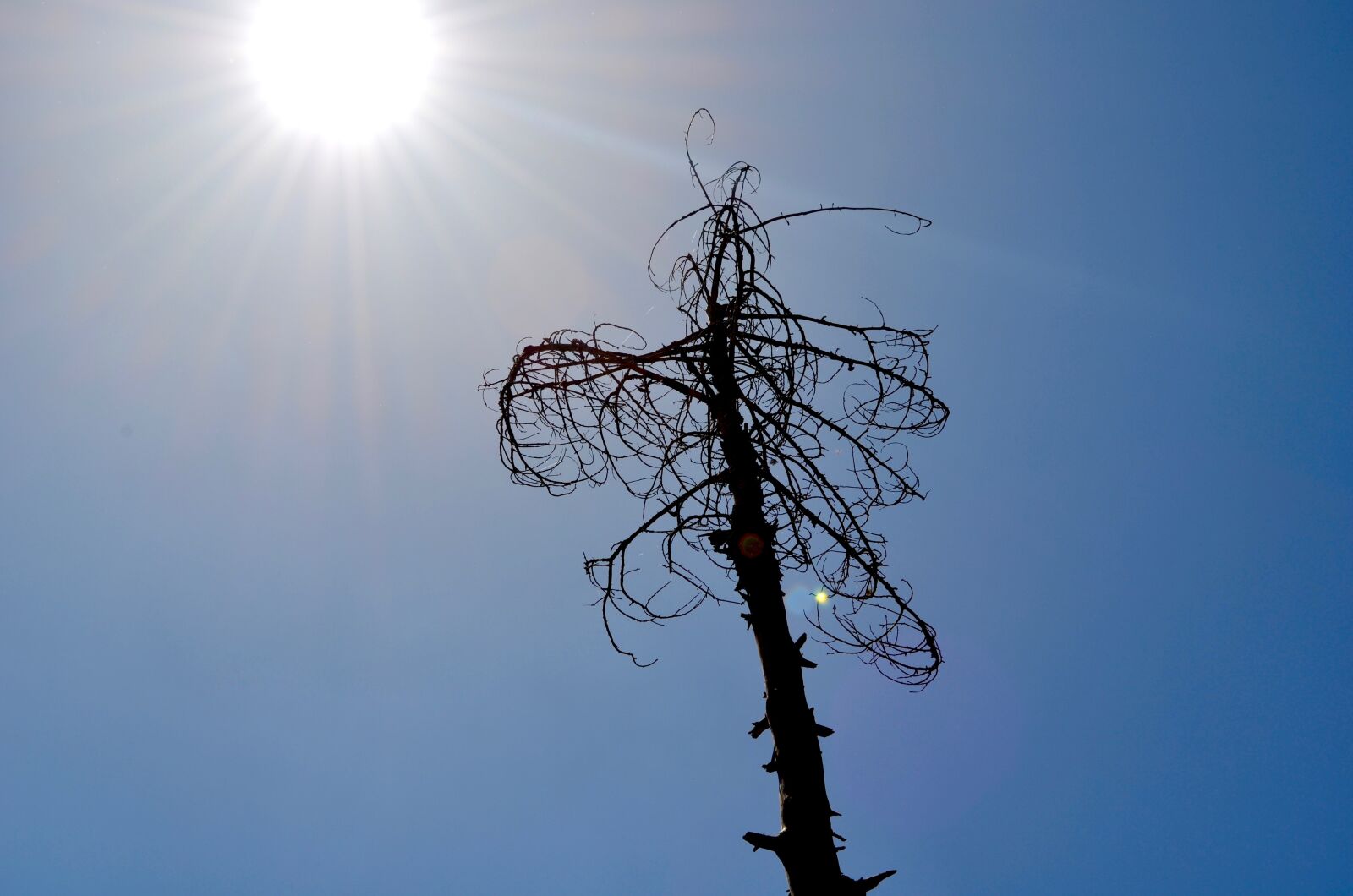 Nikon D5100 sample photo. Sun light, tree, forest photography