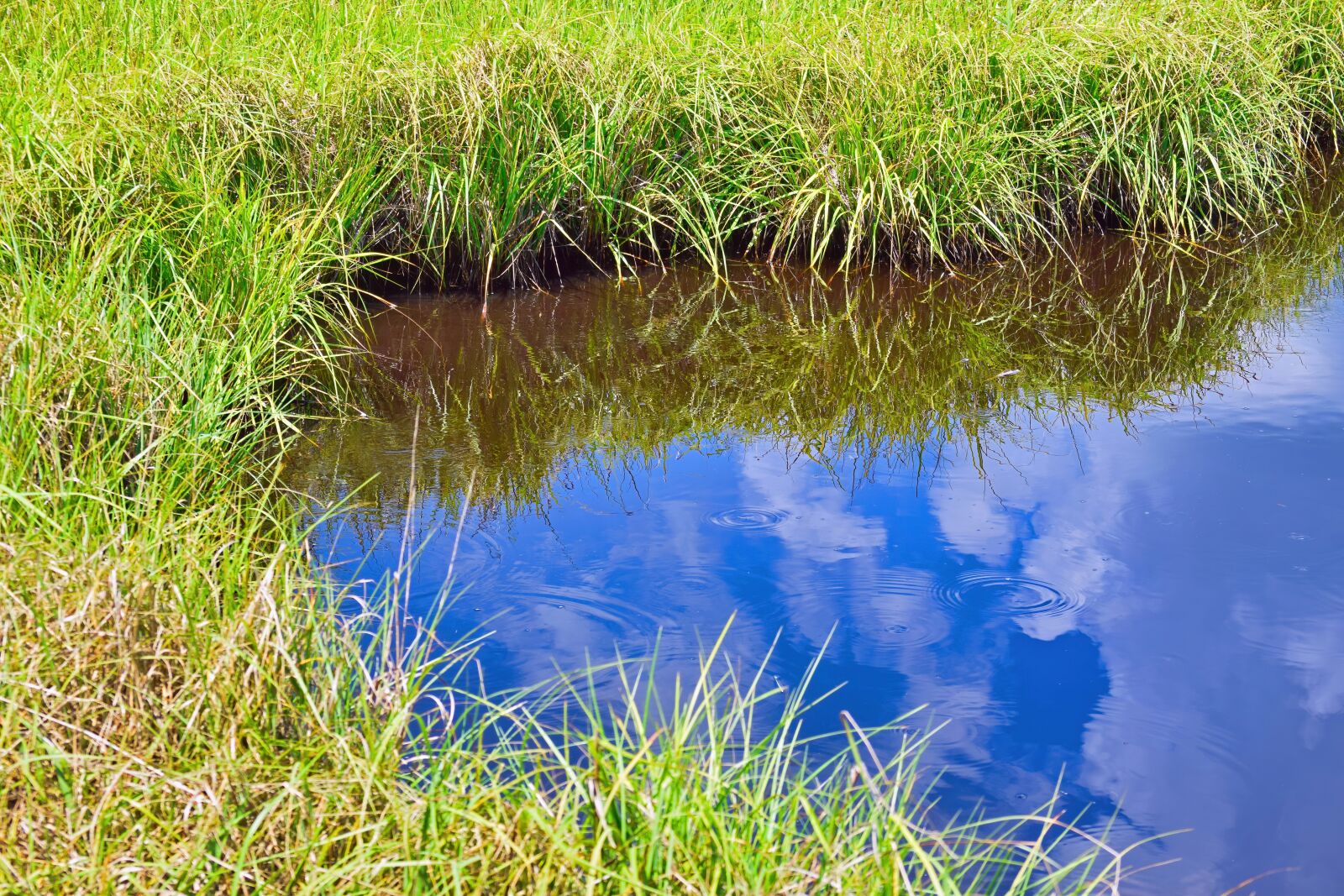 Nikon D3300 sample photo. Marsh, saltwater, grass photography