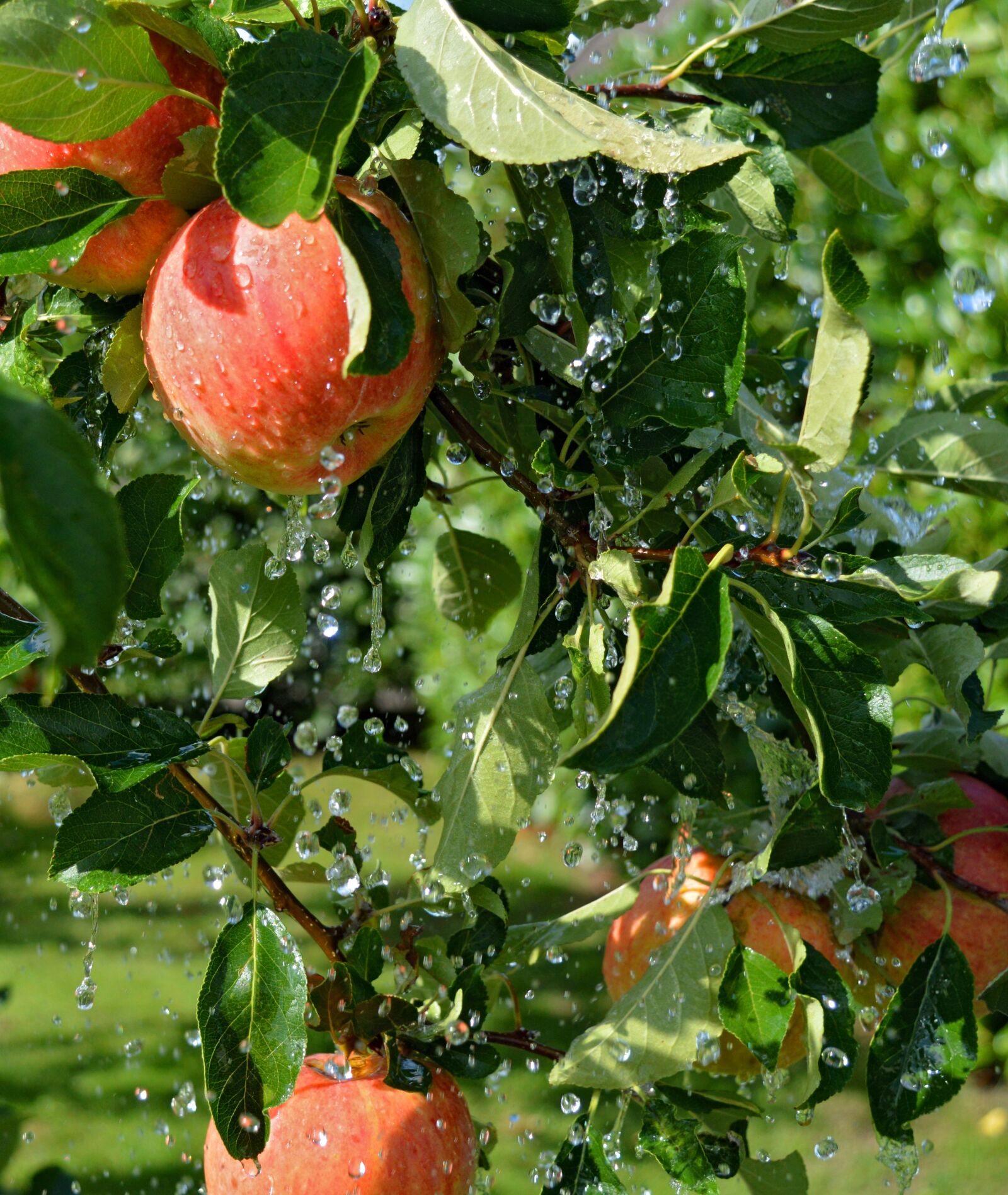 Nikon D3200 sample photo. Apple tree, rain, drop photography