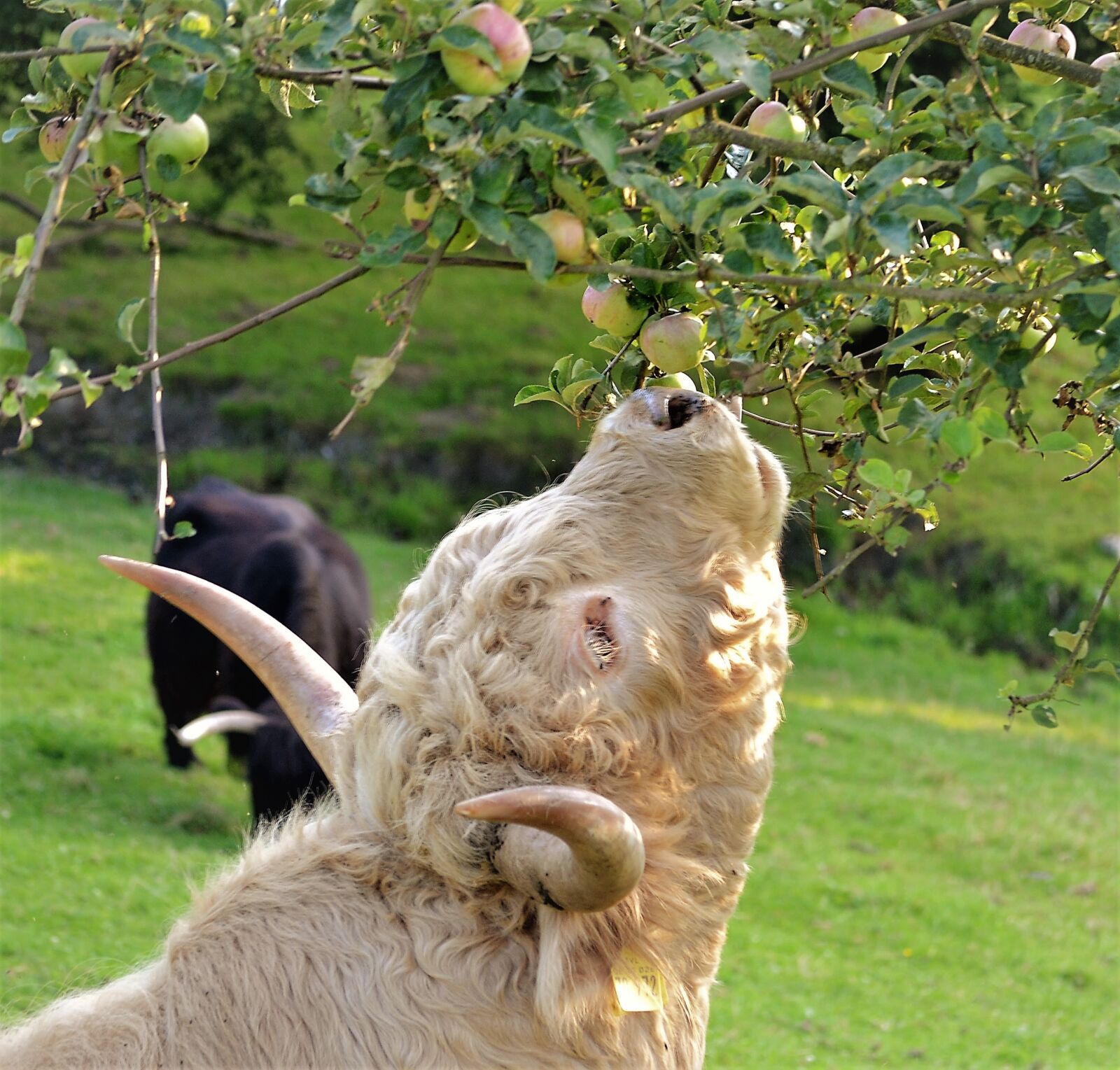 Nikon D3100 sample photo. Beef, cow, pasture photography
