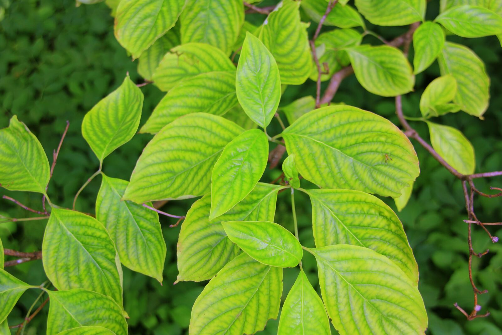 Canon EOS 60D sample photo. Leaves, green, background photography