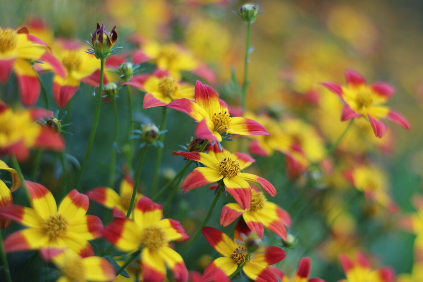 Canon EOS 600D (Rebel EOS T3i / EOS Kiss X5) + Canon EF 50mm F1.8 STM sample photo. Grass flower, natural, forest photography