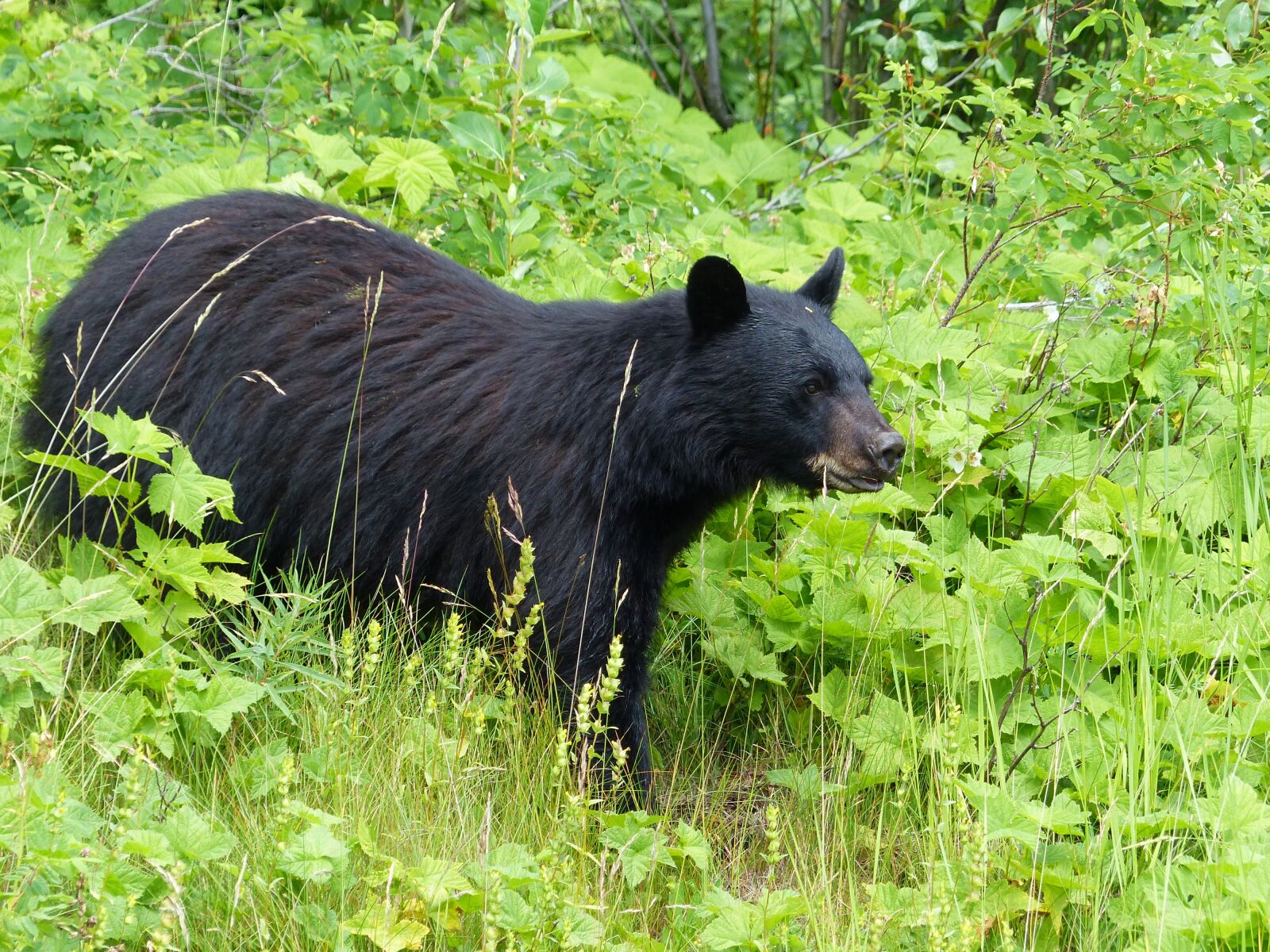 Panasonic Lumix DMC-FZ200 sample photo. Black, bear, mammal photography