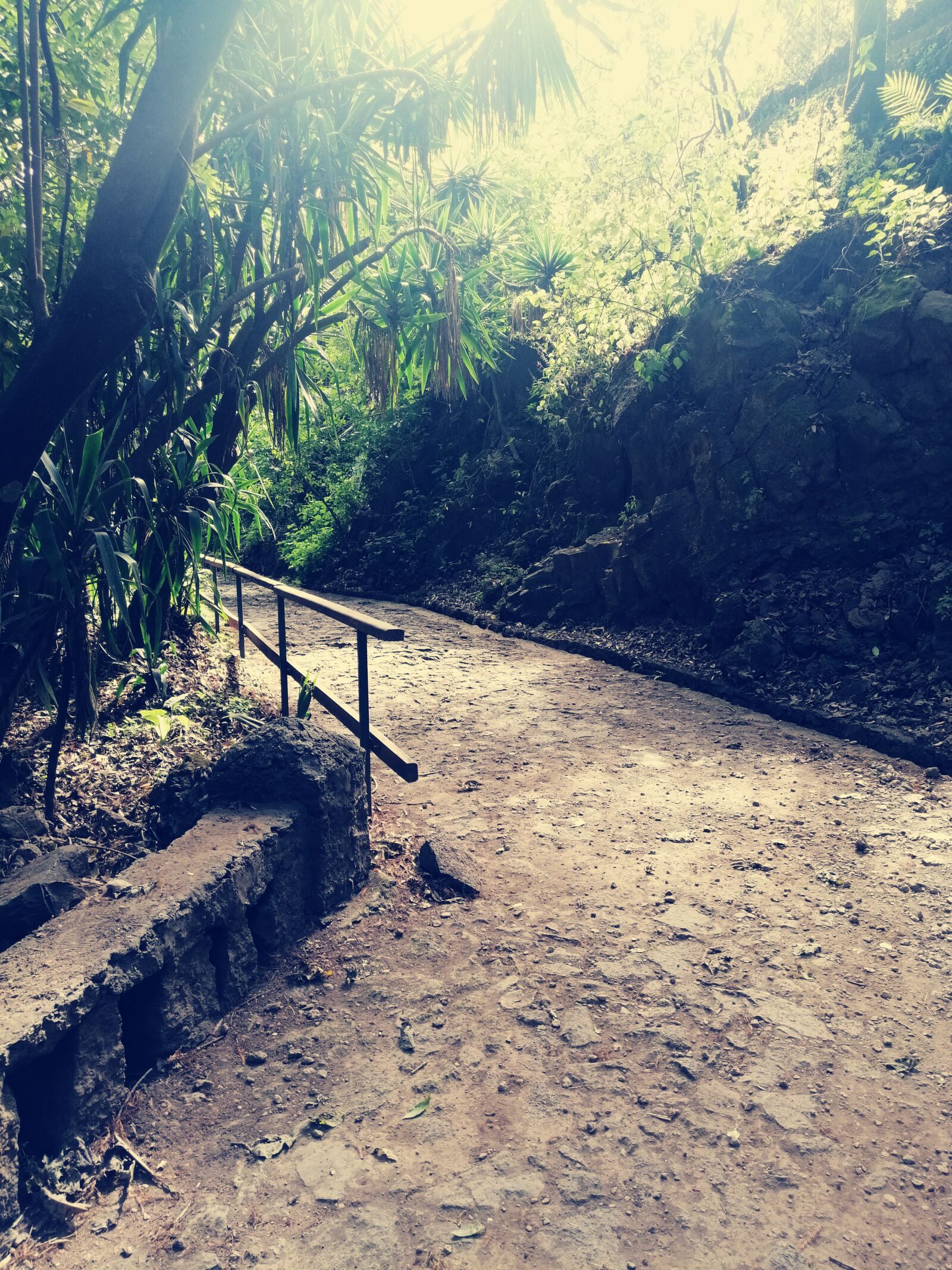 HUAWEI SNE-LX3 sample photo. Path, nature, trees photography