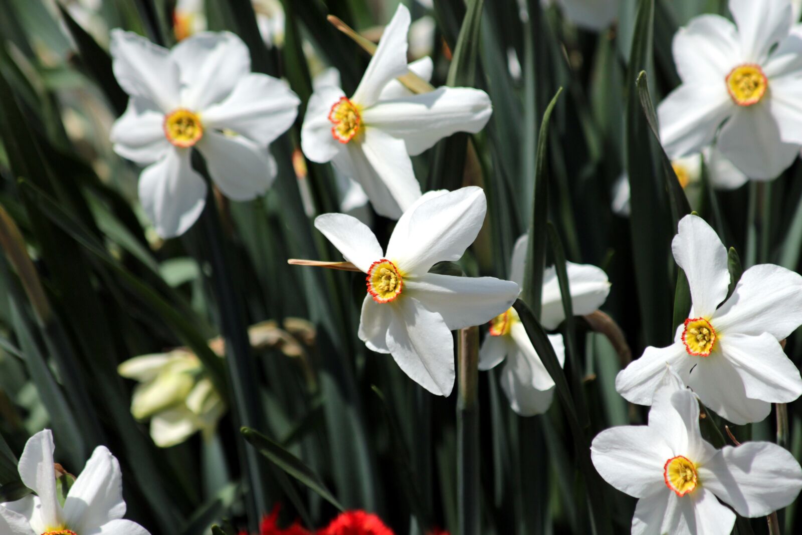 Canon EOS 650D (EOS Rebel T4i / EOS Kiss X6i) sample photo. Daffodils, plant, nature photography