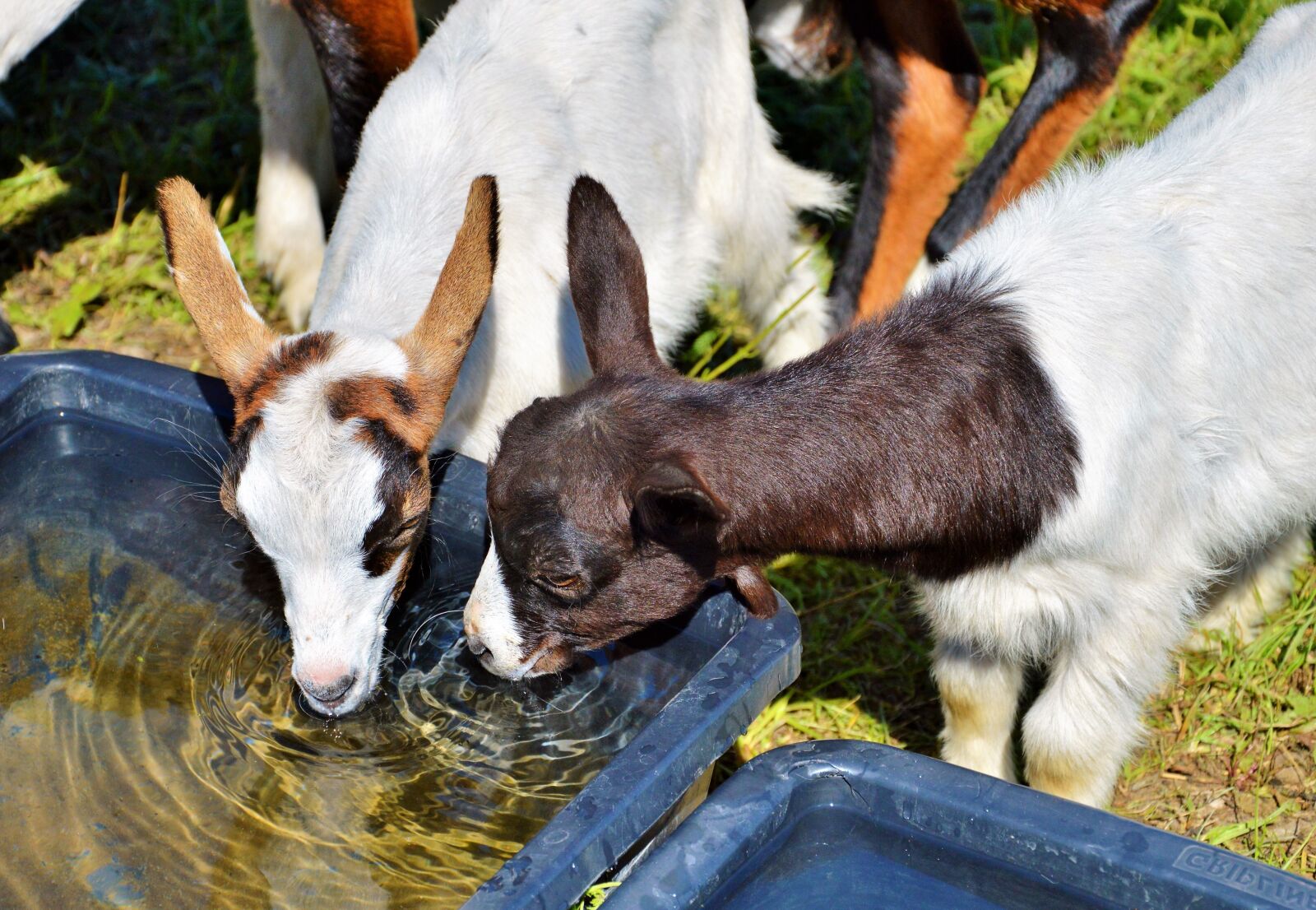 Nikon D3200 sample photo. Goat, prima donna, geiss photography