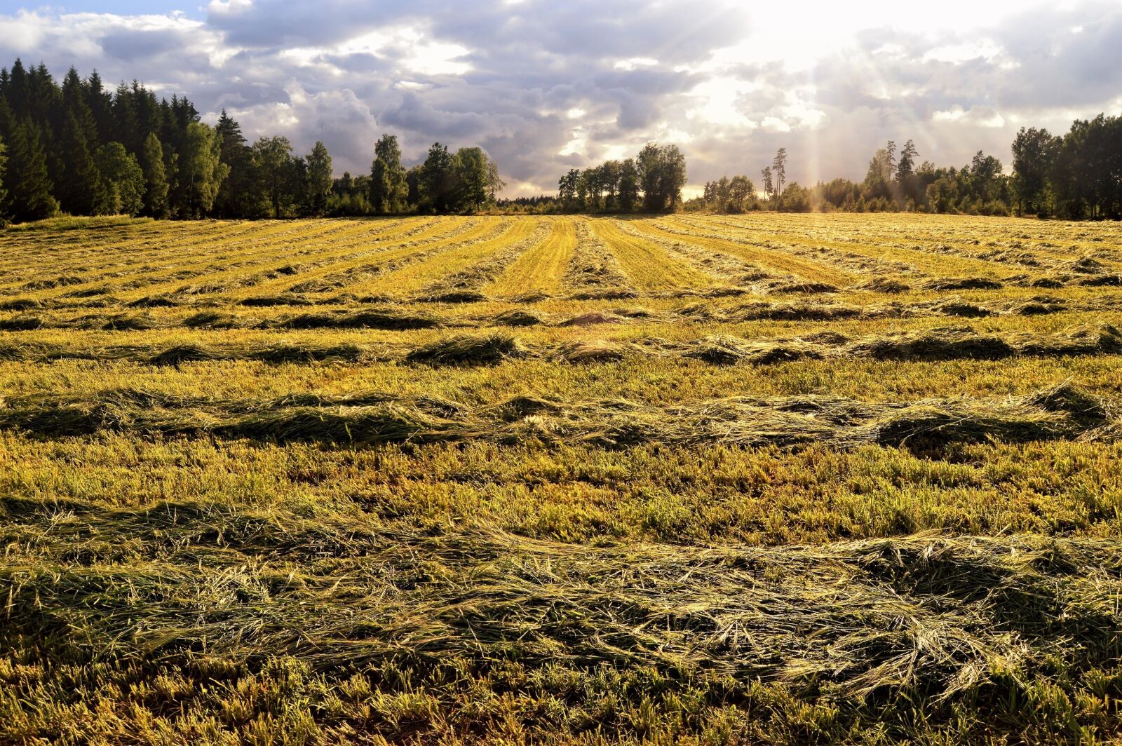 Nikon D3200 sample photo. Nature, field, outdoor photography