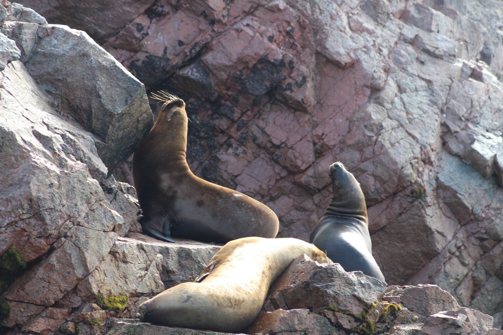 Canon EF 75-300mm f/4-5.6 sample photo. Wolf, marine, leaf springs photography