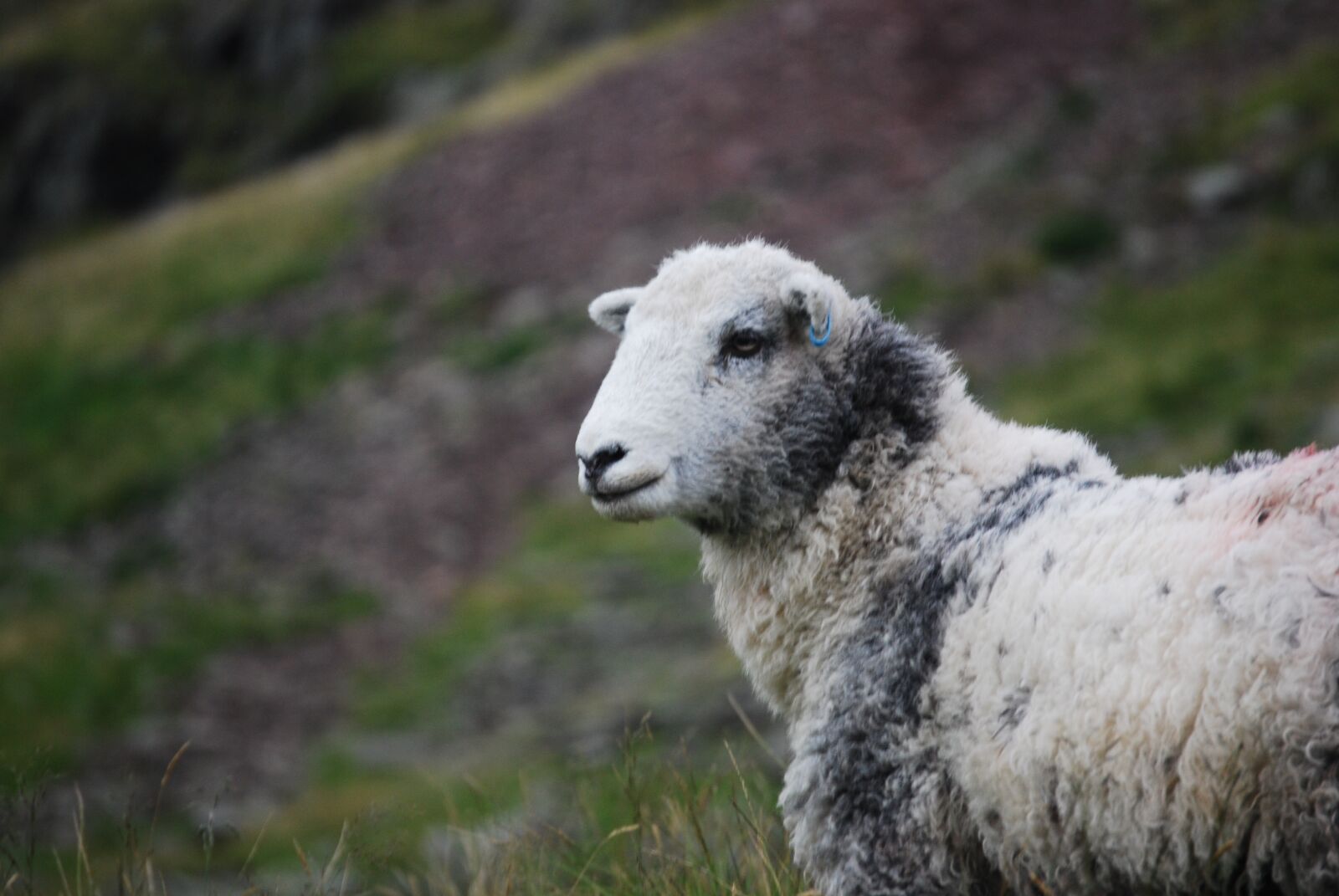 Nikon D40X sample photo. Hill, sheep, wool photography