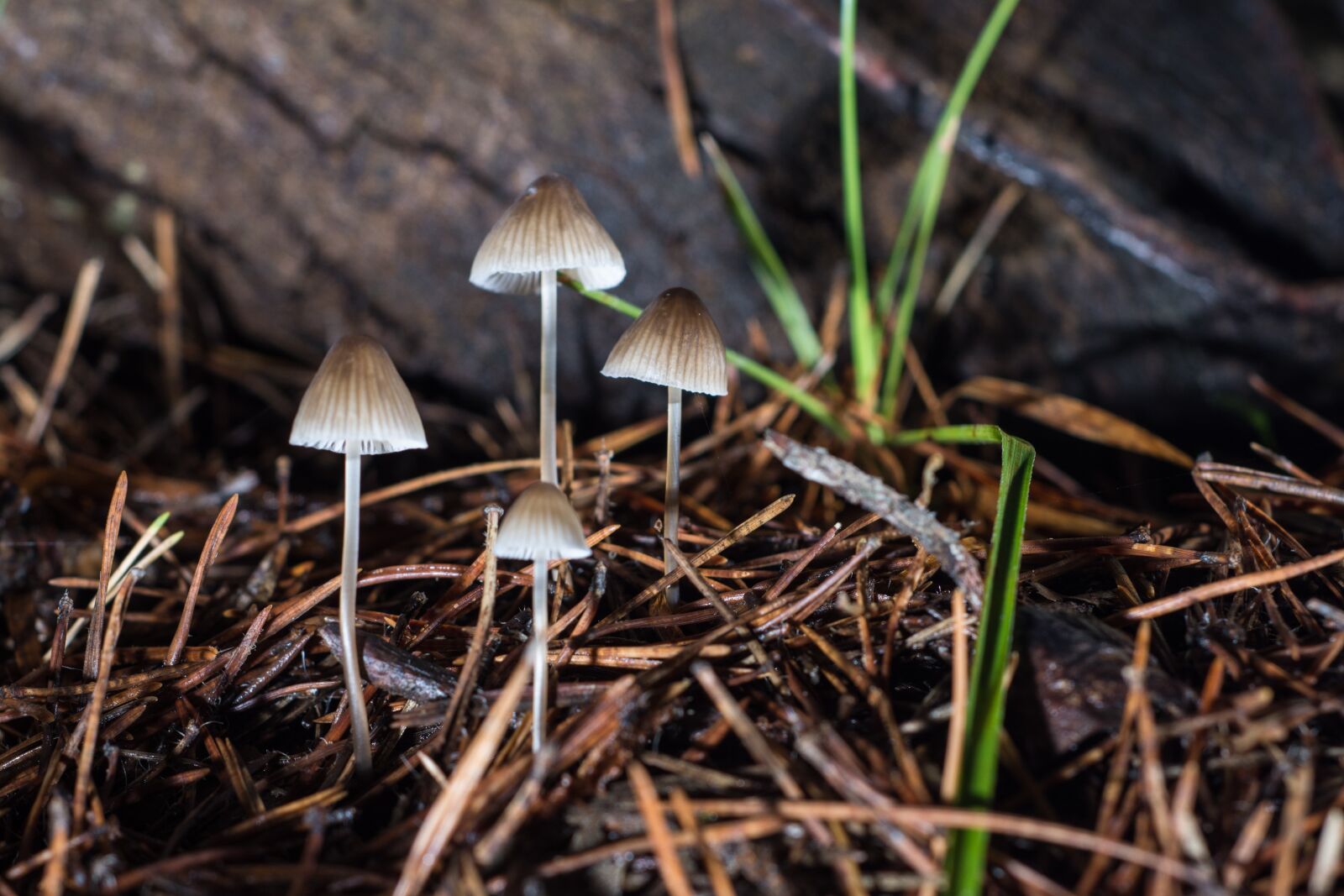 Nikon D7200 sample photo. Mushrooms, grass, color photography