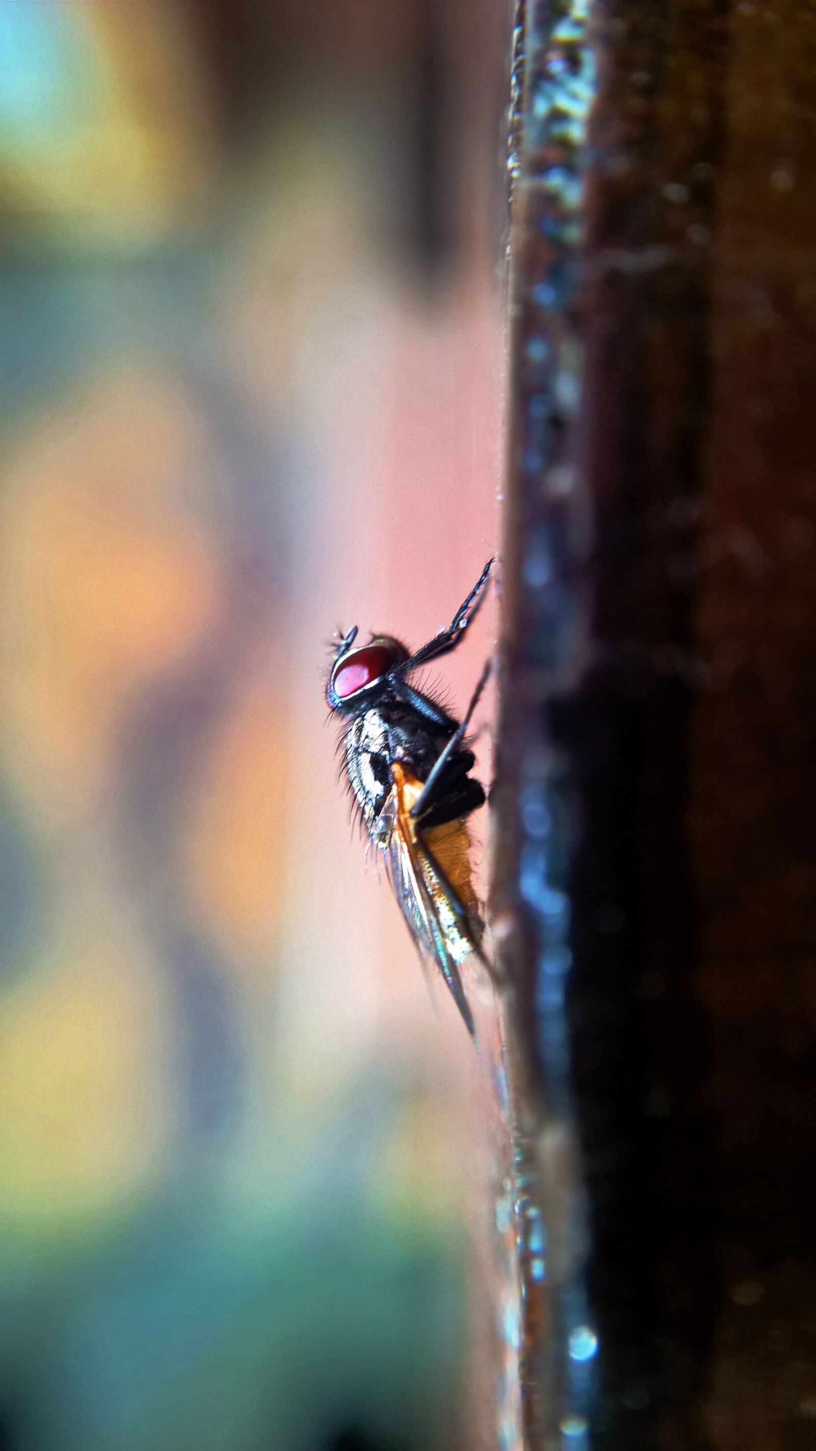Nokia Lumia 1520 sample photo. Fly, macro, nature, insect photography
