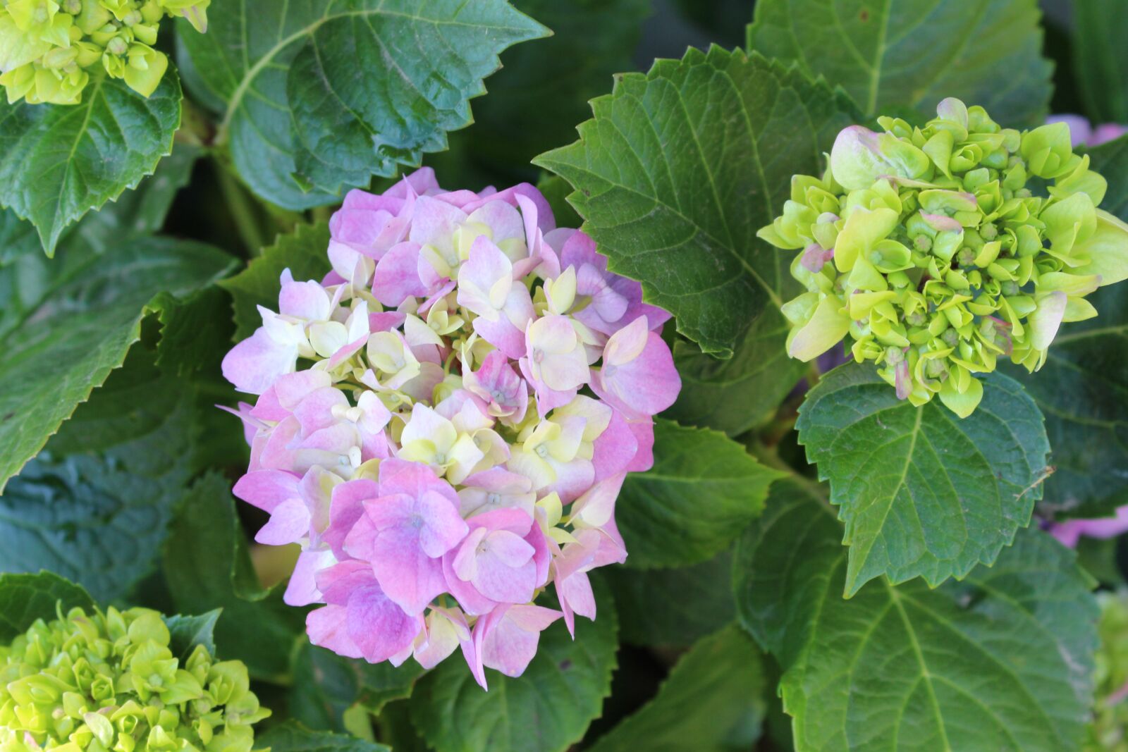 Canon EOS 700D (EOS Rebel T5i / EOS Kiss X7i) sample photo. Hydrangea, pastel, flower photography