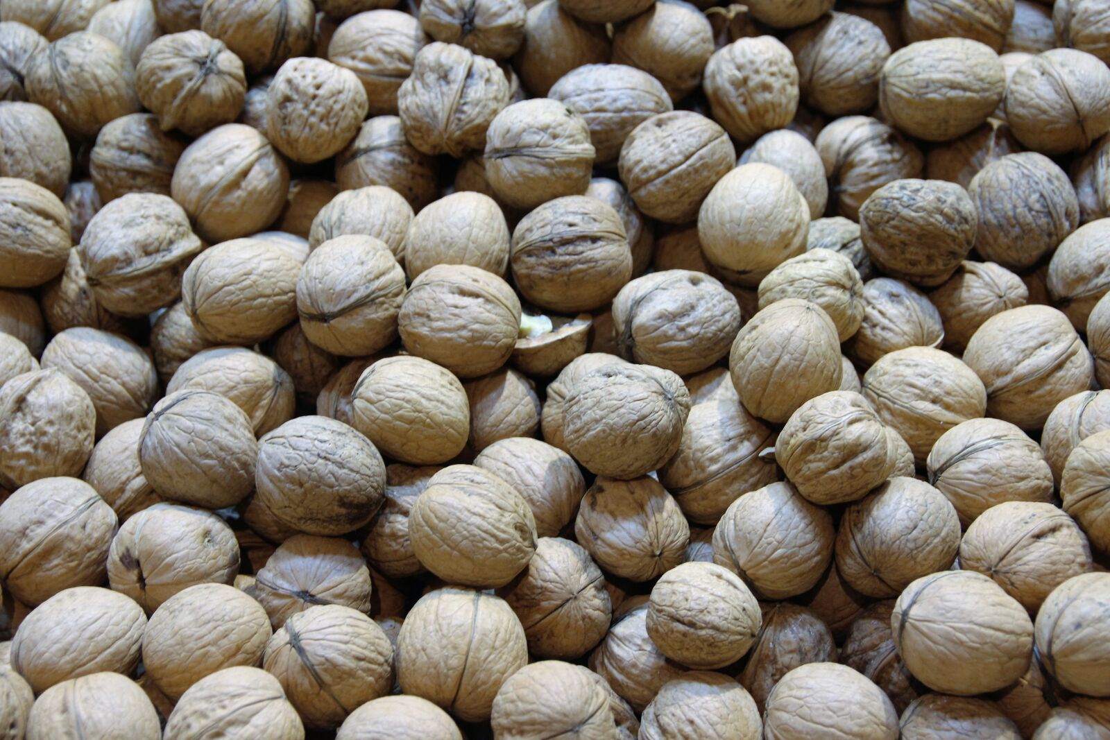 Canon EOS 600D (Rebel EOS T3i / EOS Kiss X5) sample photo. Walnuts, nuts, macro photography