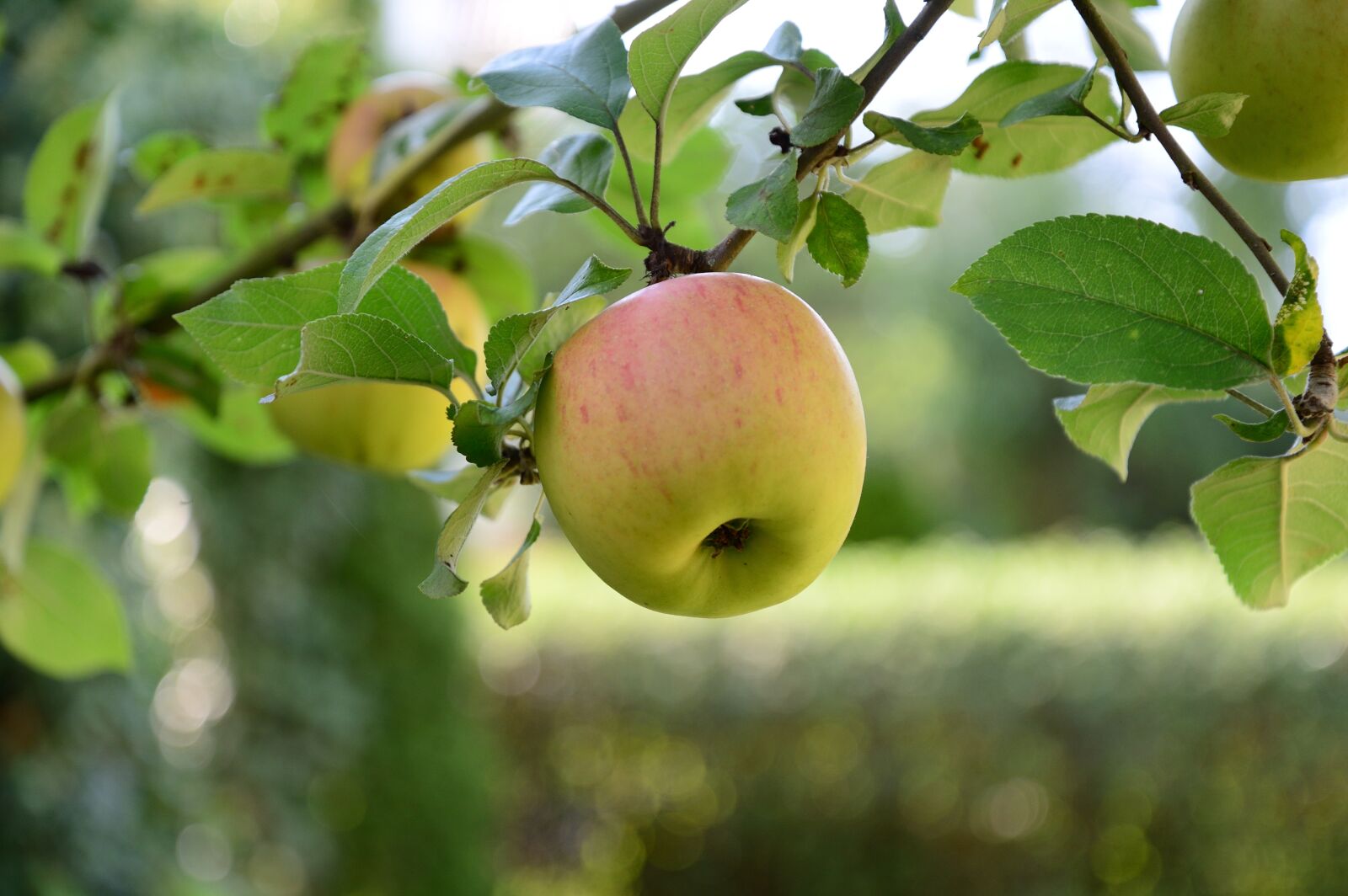 Nikon D610 sample photo. Apple, apple growing, orchard photography