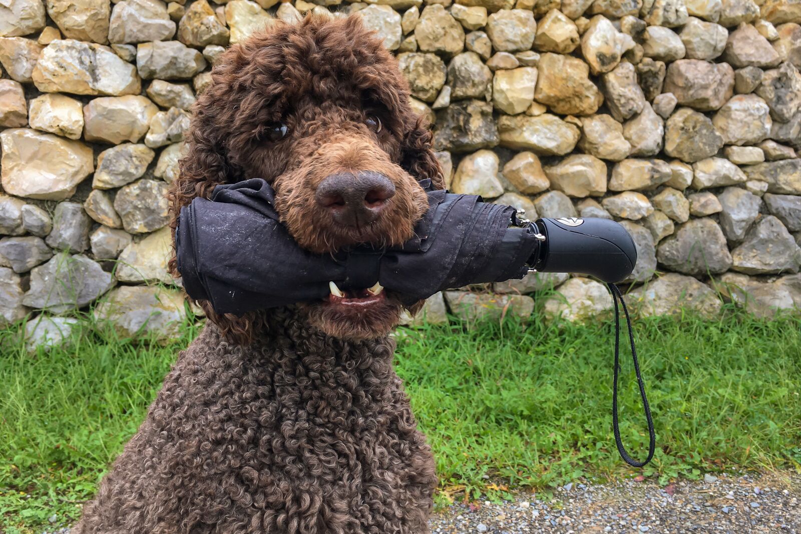 Apple iPhone 6s sample photo. King poodle, poodles, poodle photography