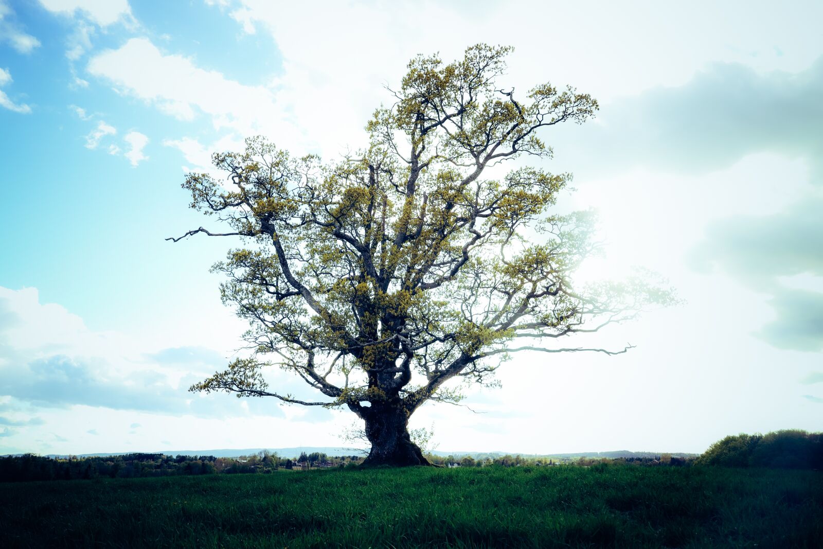 Canon EOS R sample photo. Oak, tree, nature photography