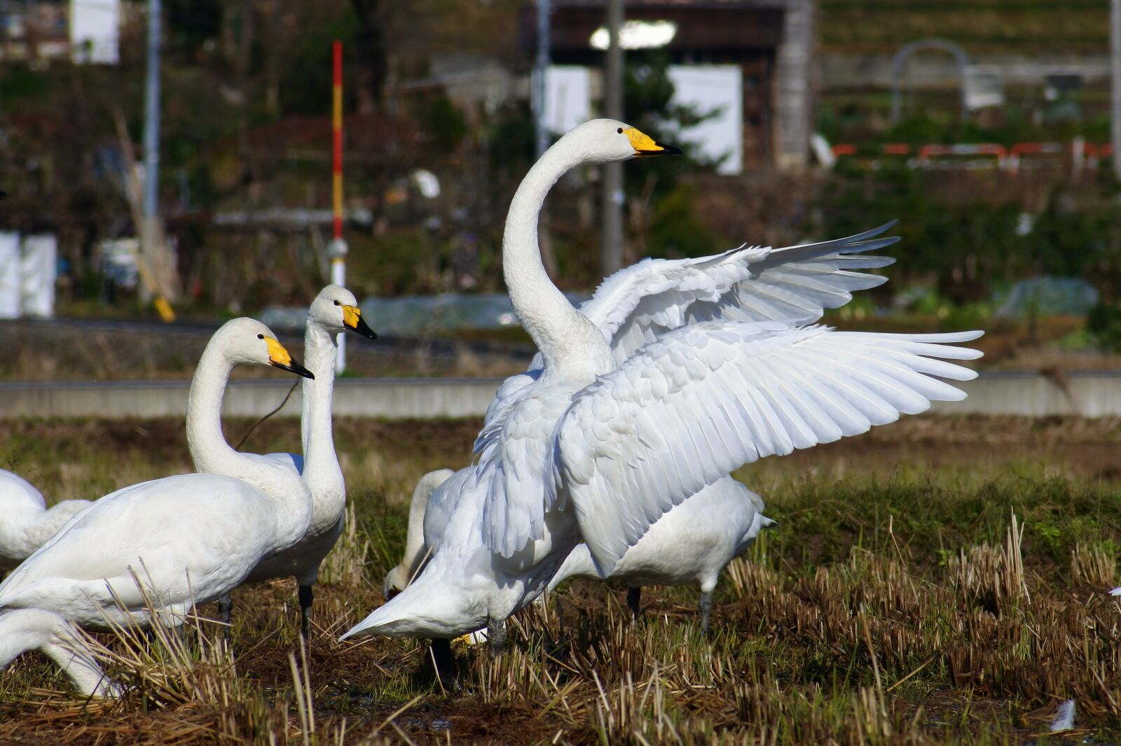 VR 70-300mm f/4.5-6.3G sample photo. Animal, rural, yamada's rice photography